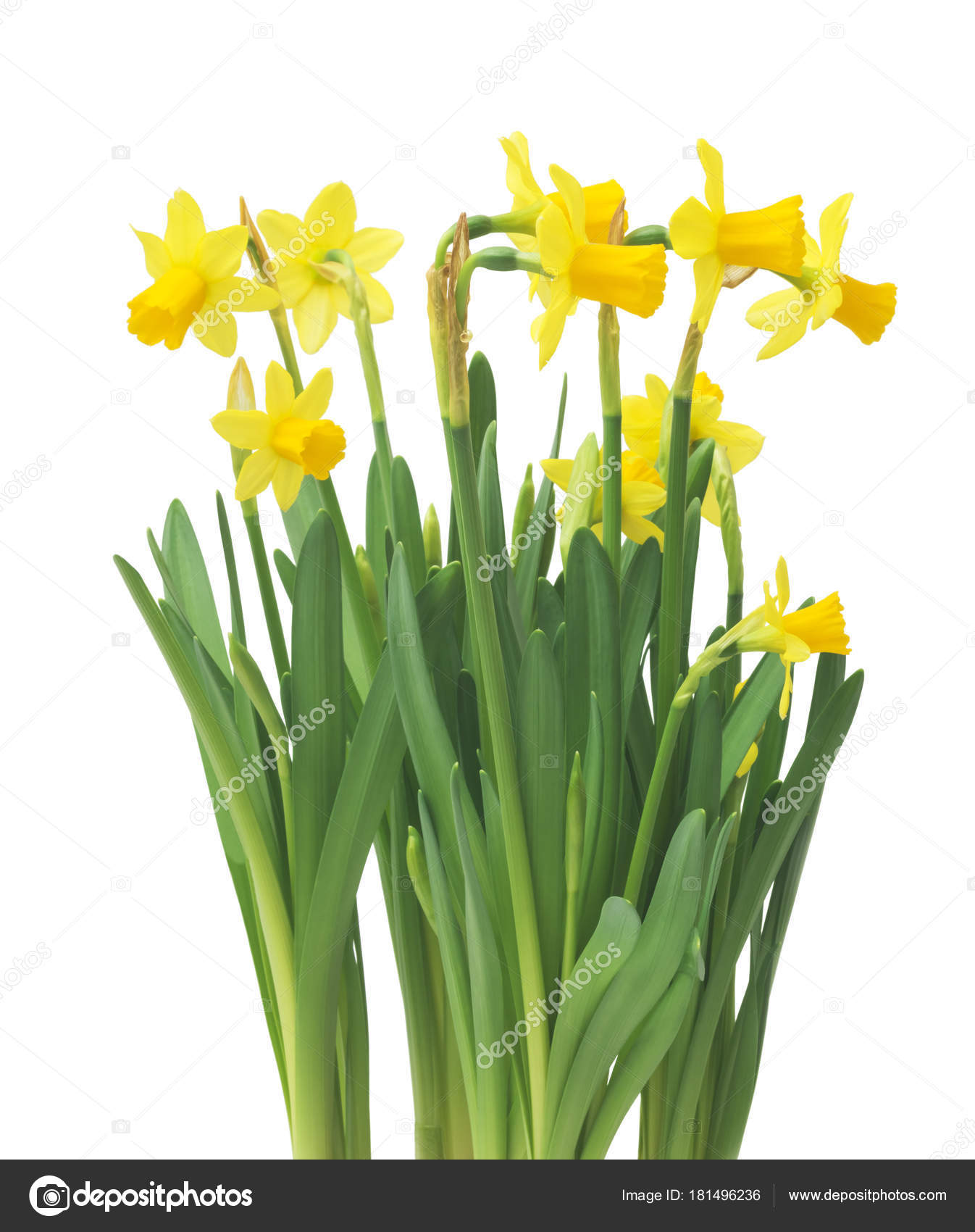 Spring Floral Border Beautiful Fresh Daffodils Flowers Isolated ...