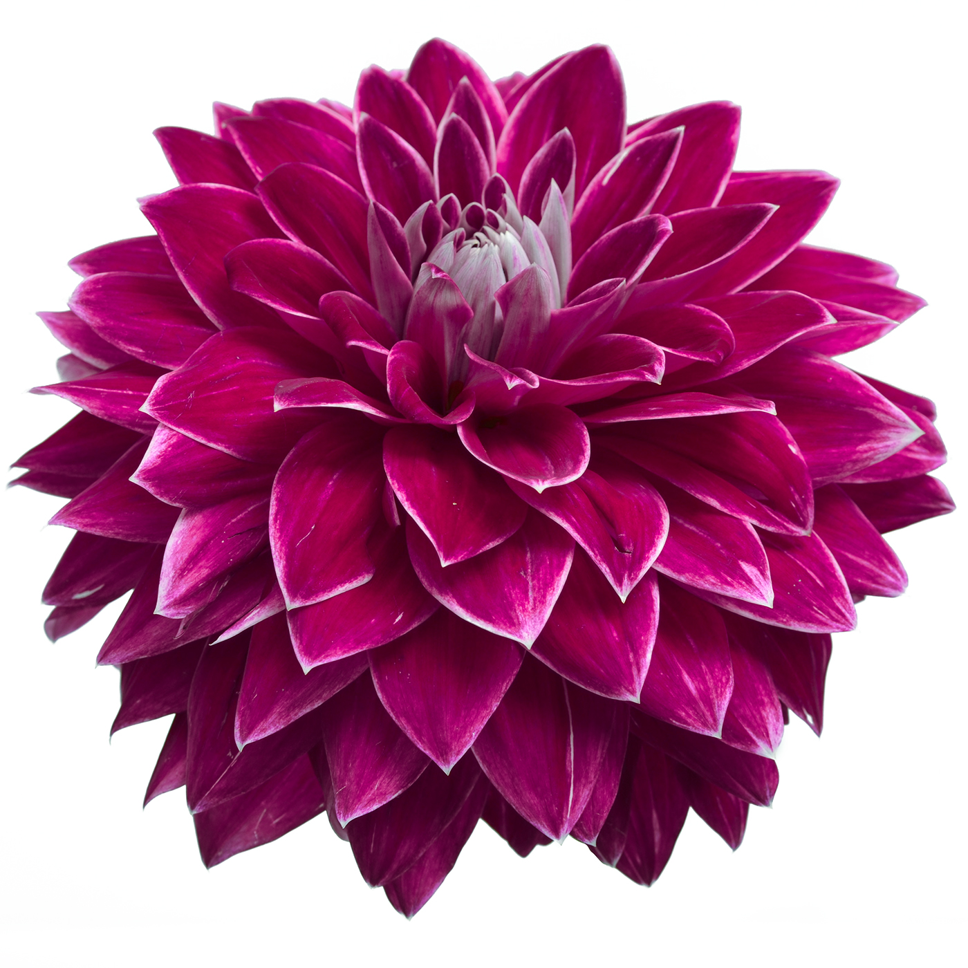 Dahlia Bradley Aaron – Pick-up Flower Catalog