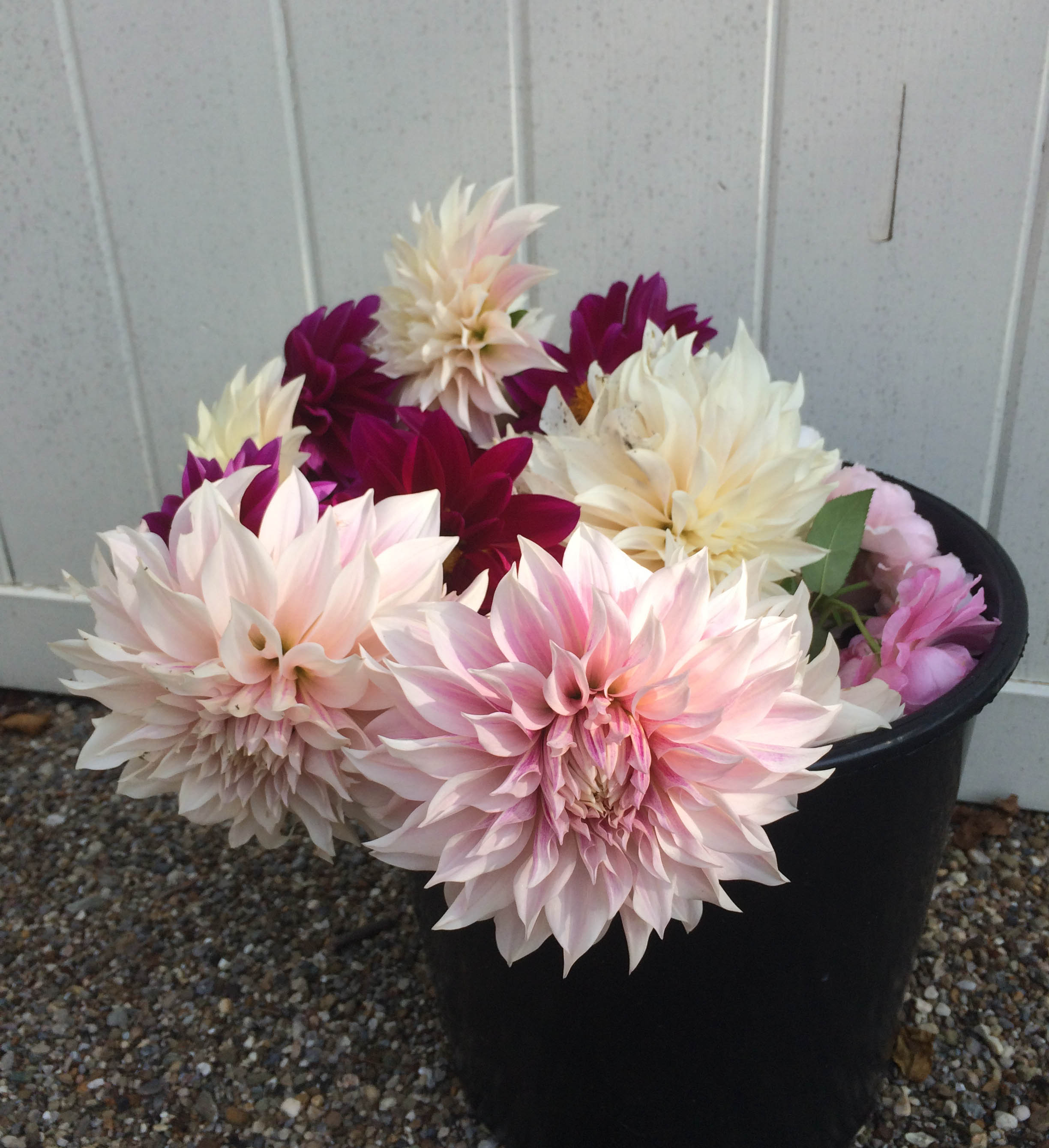 How to add Dahlias to Your Garden | Thinking Outside the Boxwood
