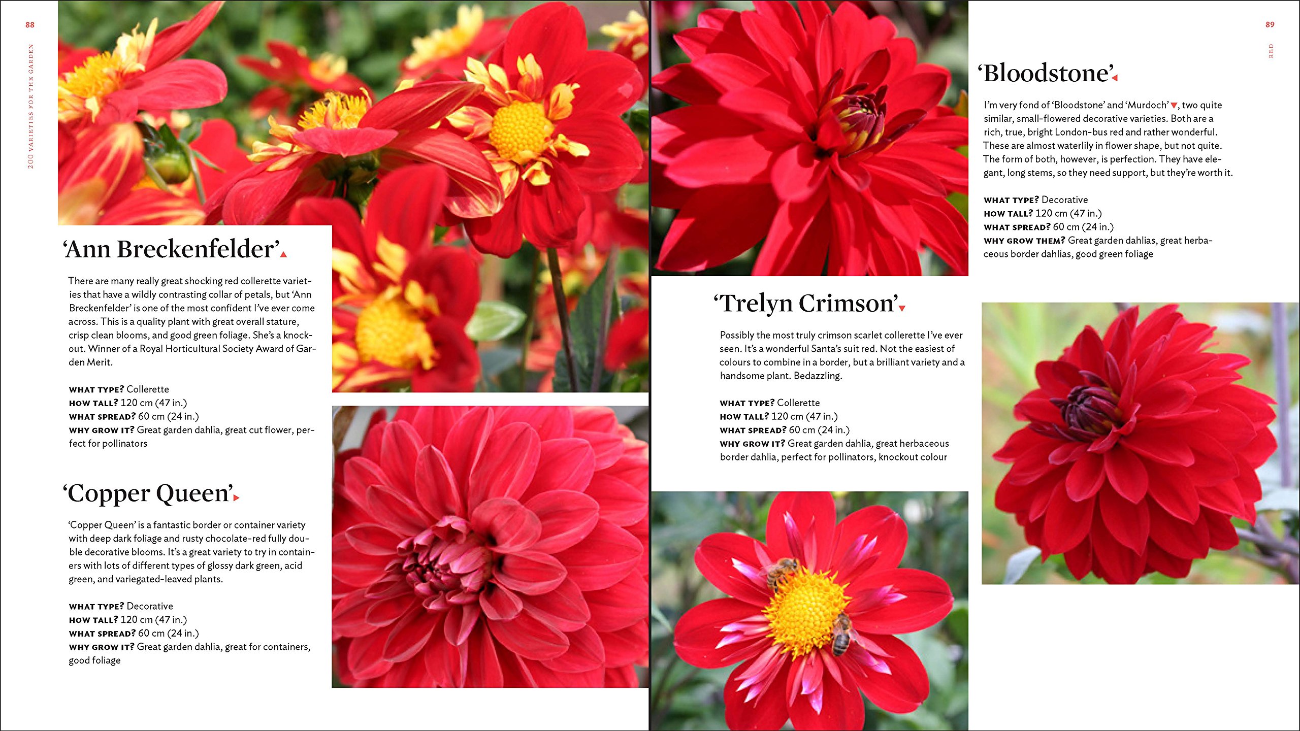 The Plant Lover's Guide to Dahlias (The Plant Lover's Guides): Andy ...
