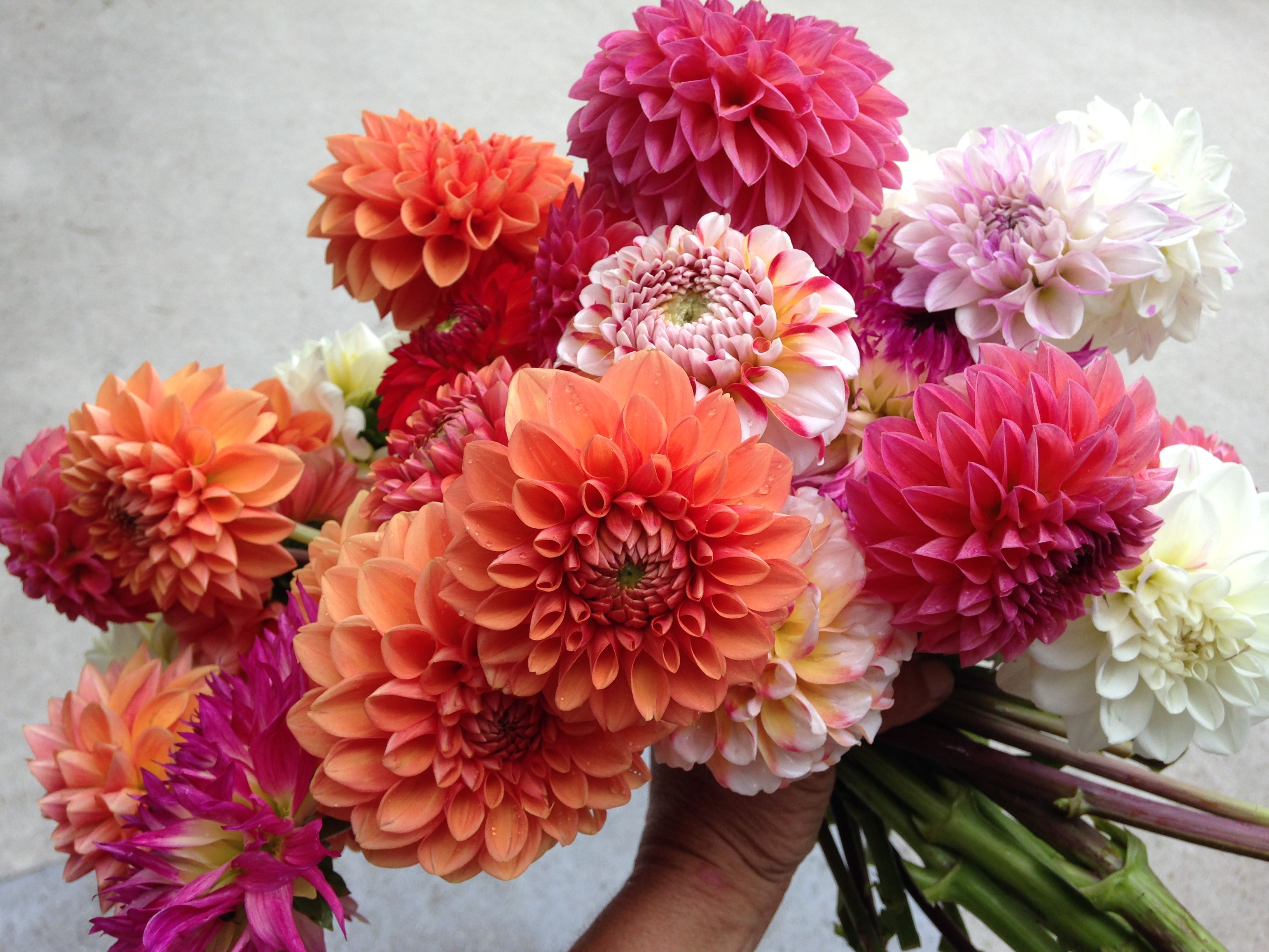 Dahlia bunch fresh picked | Dancing Farmer Flowers | Pinterest ...