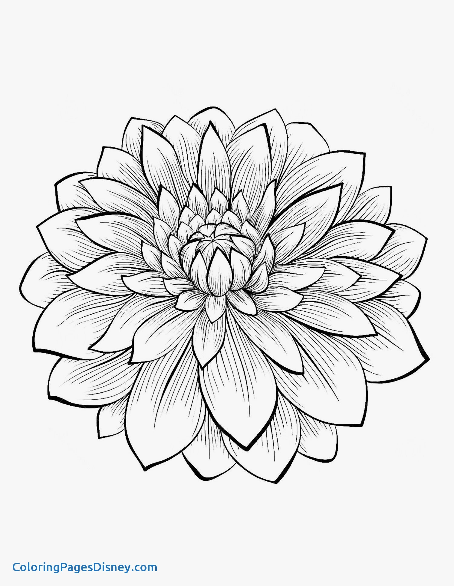 Luxury Dahlia Coloring Pages - Coloring Pages Disney