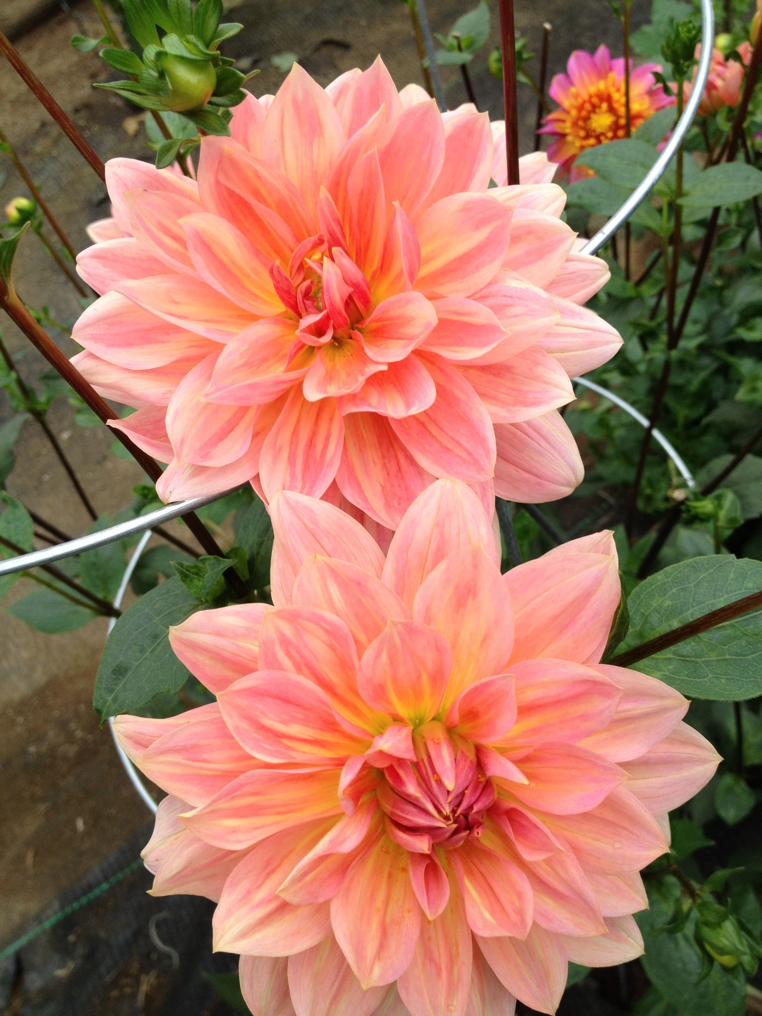peach-dalhia.jpg (2448×3264) | Fleurs ,bouquets et jardins ...