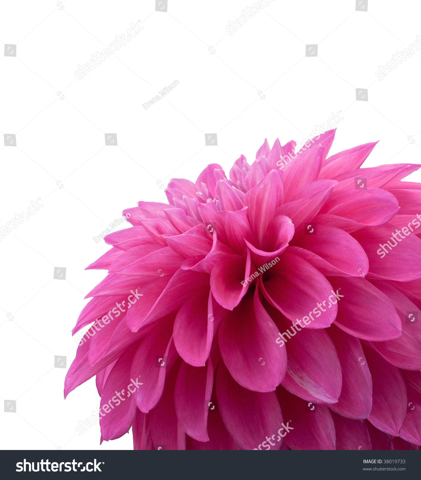 Fresh Pink Dahlia Close Stock Photo 38019733 - Shutterstock