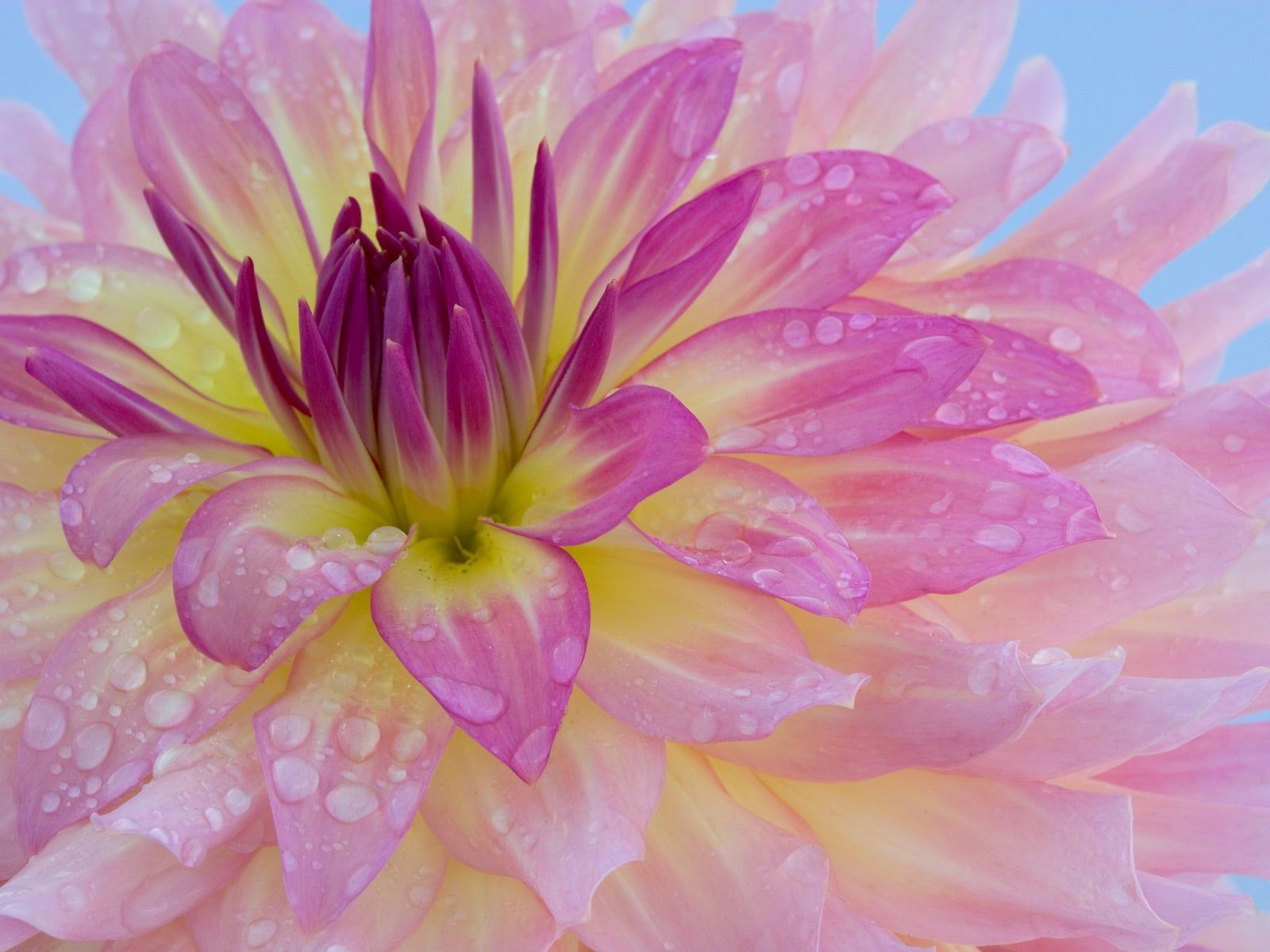 Flowers: Untitled Dew Covered Dahlia Fresh Water Drops Background ...