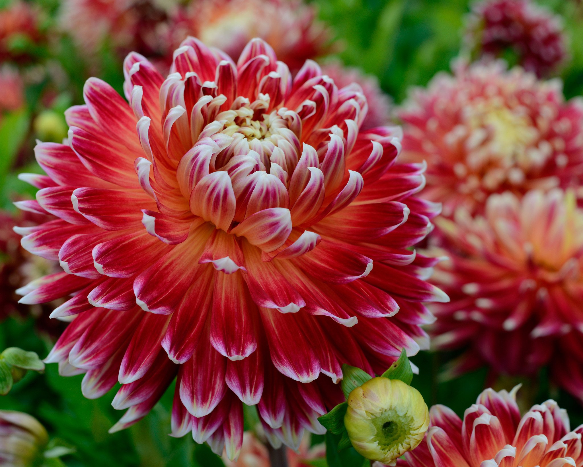 The Best Dahlias for Cut Flowers - Farmer Gracy's Blog