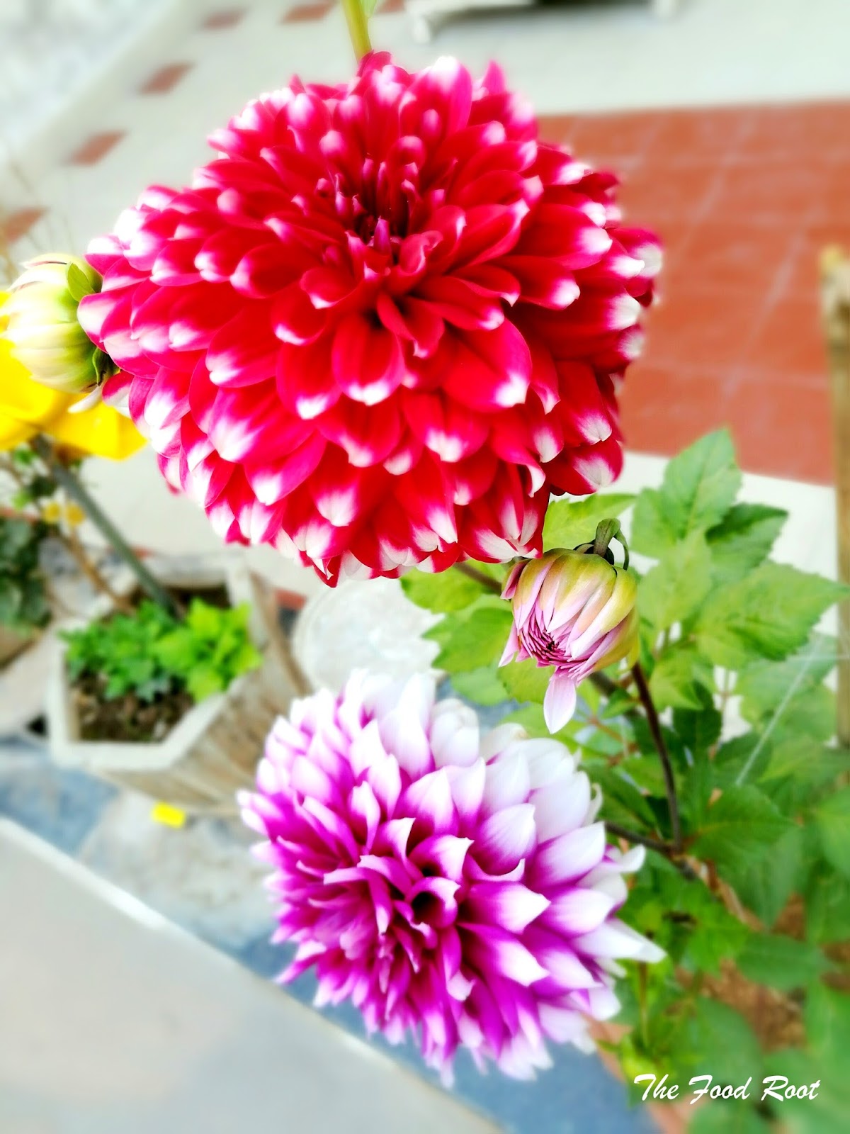 How to Plant, Grow, and Care for Dahlia Flowers | How to grow ...
