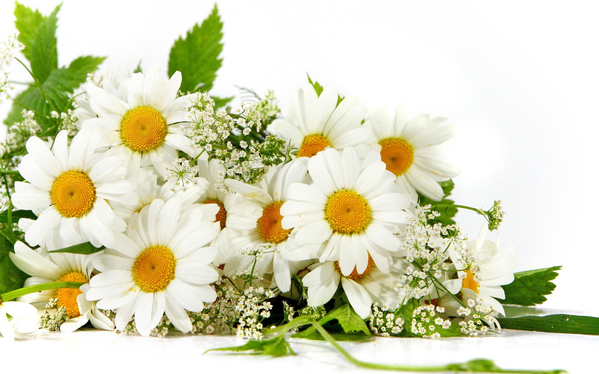 Flower White Yellow Cut Lovely Fresh Flowers Daisies Bouquet Nature ...