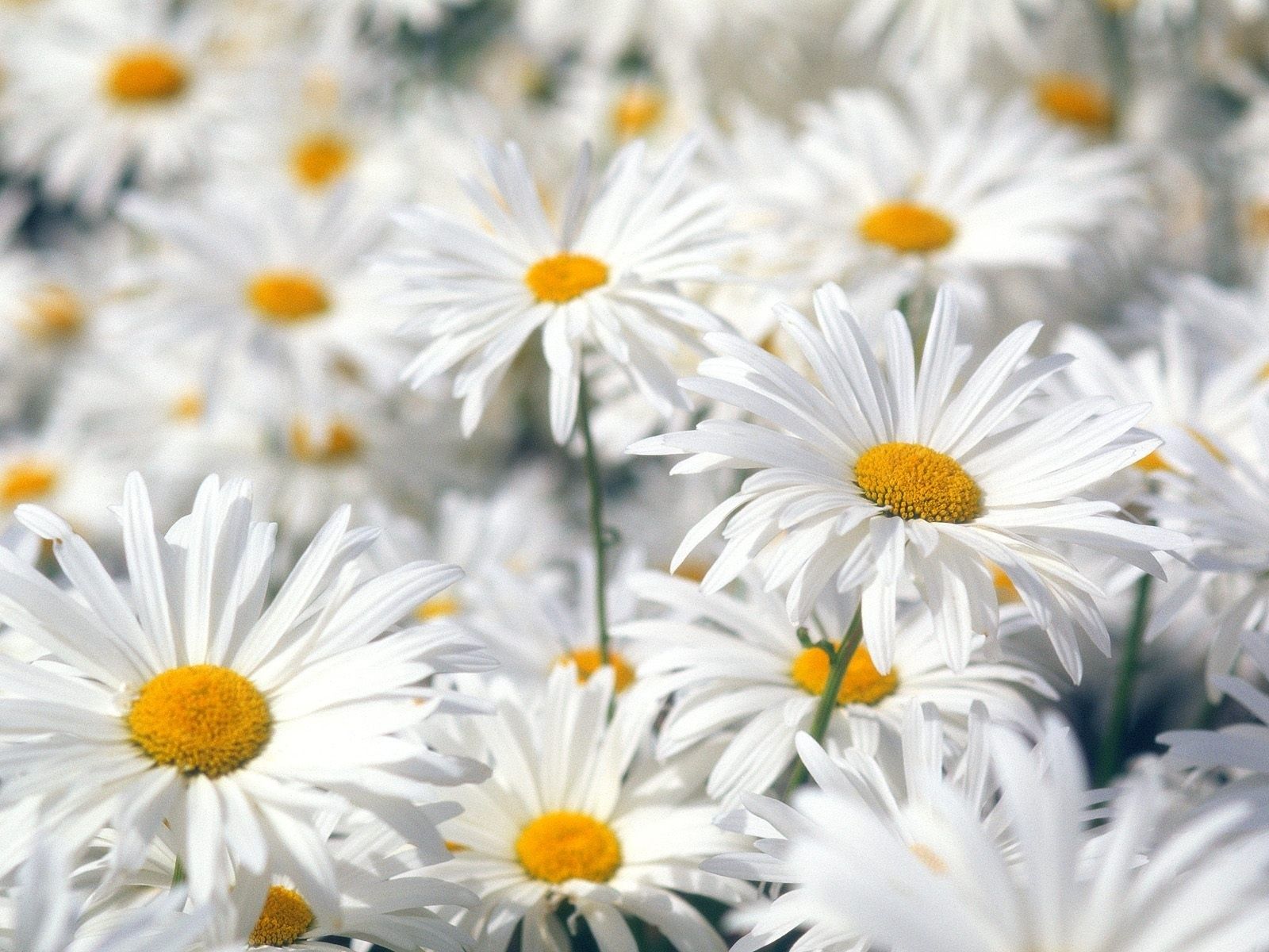 Fresh daisies always bring a smile and are an affordable spring ...