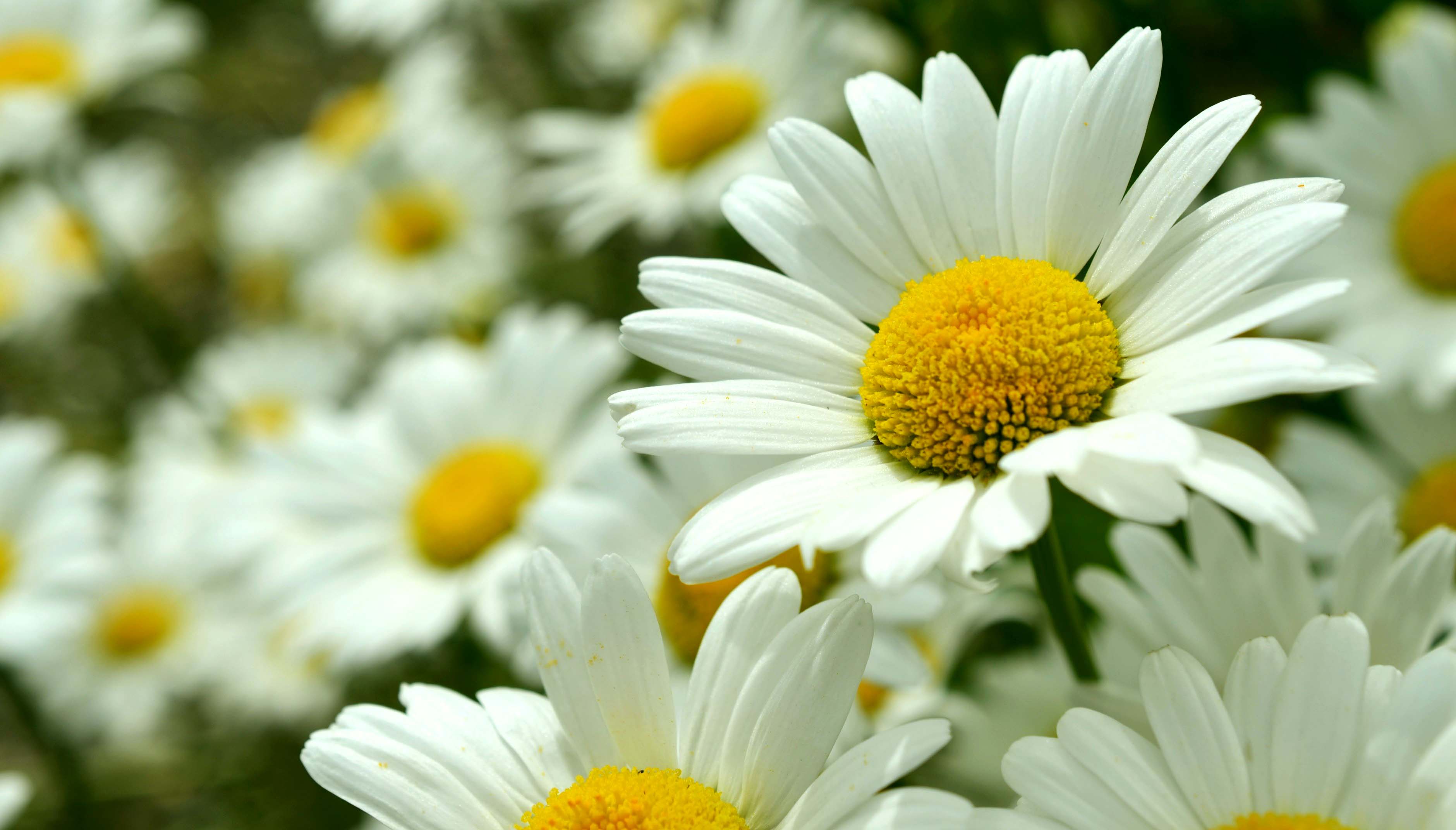 Fresh Daisy Flowers Images - Flower Wallpaper HD
