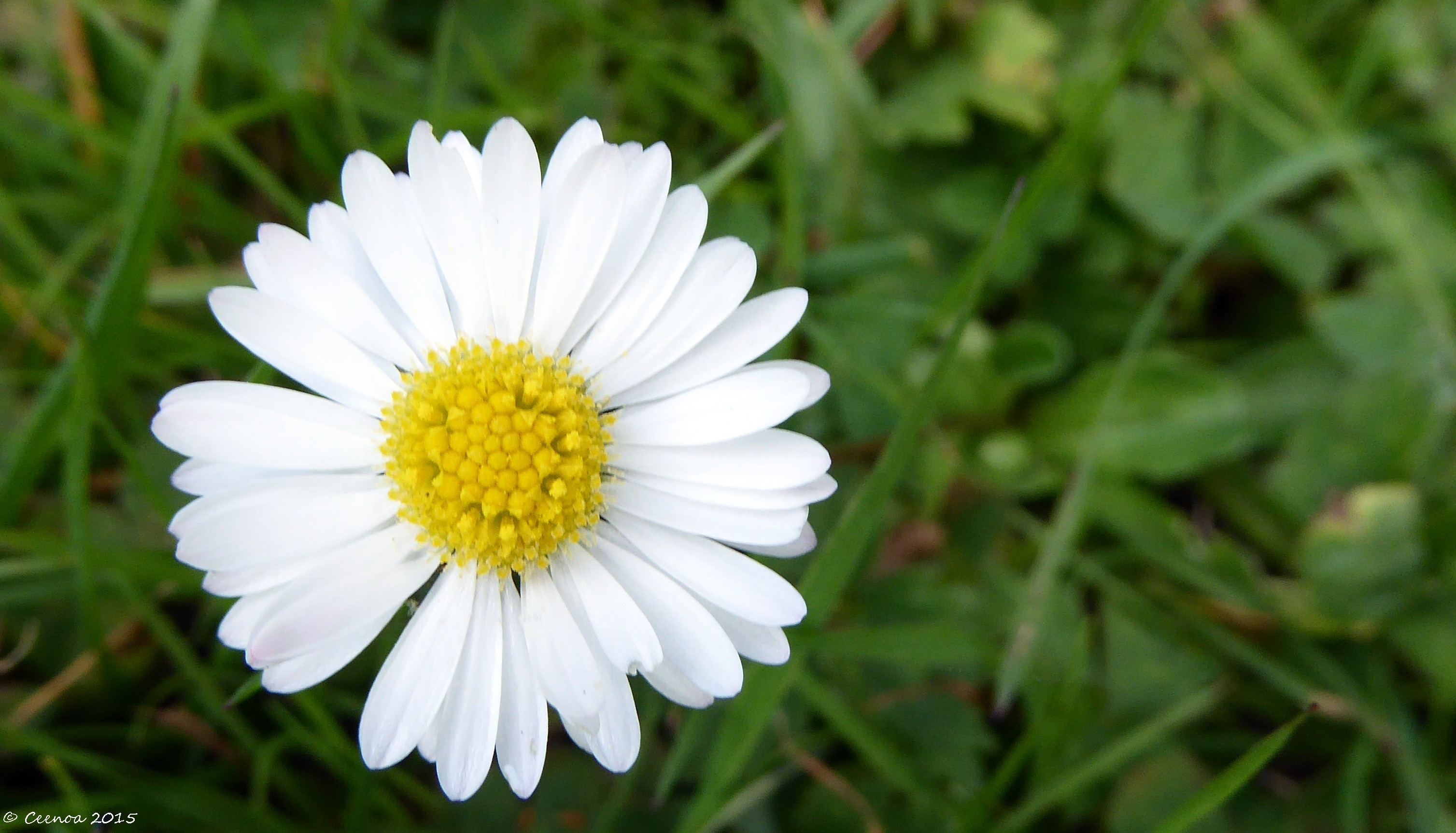 Weekly Photo Challenge: Fresh (as a daisy) – Ceenoa