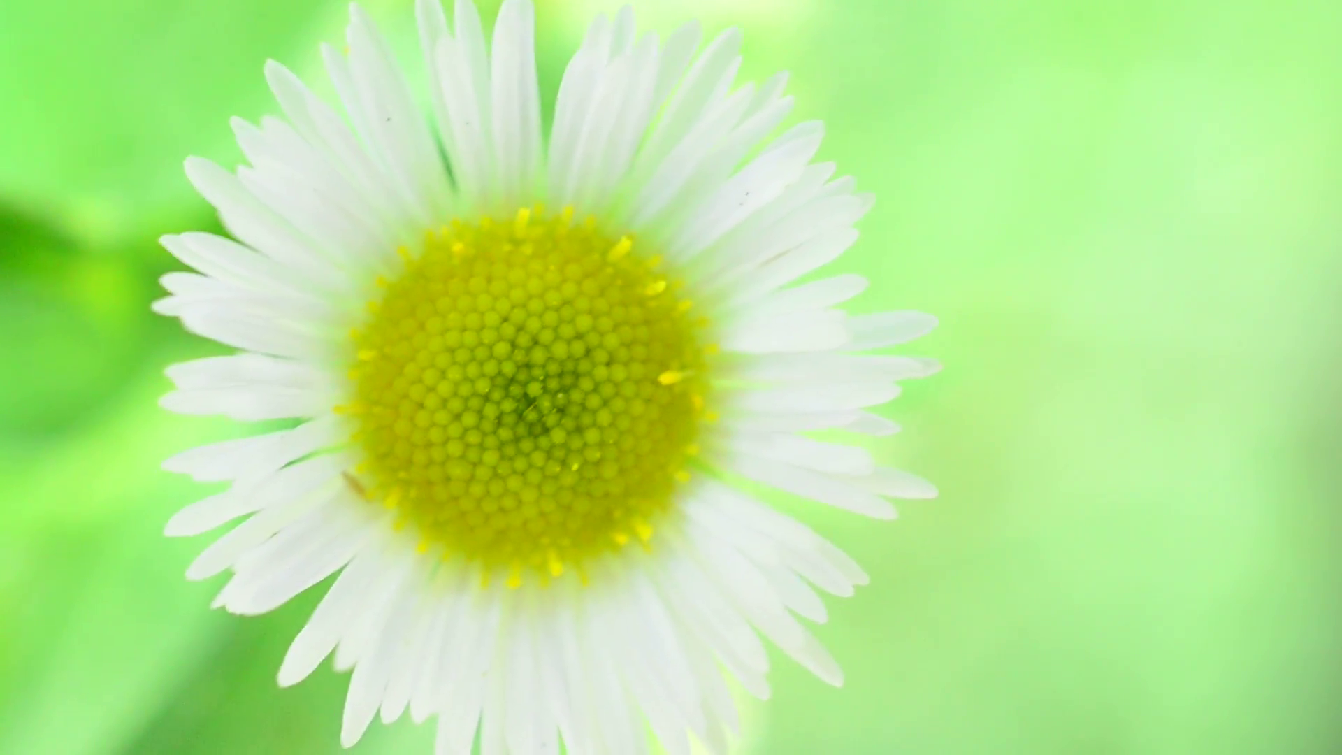 Single fresh chamomile - front view of a yellow and white daisy ...