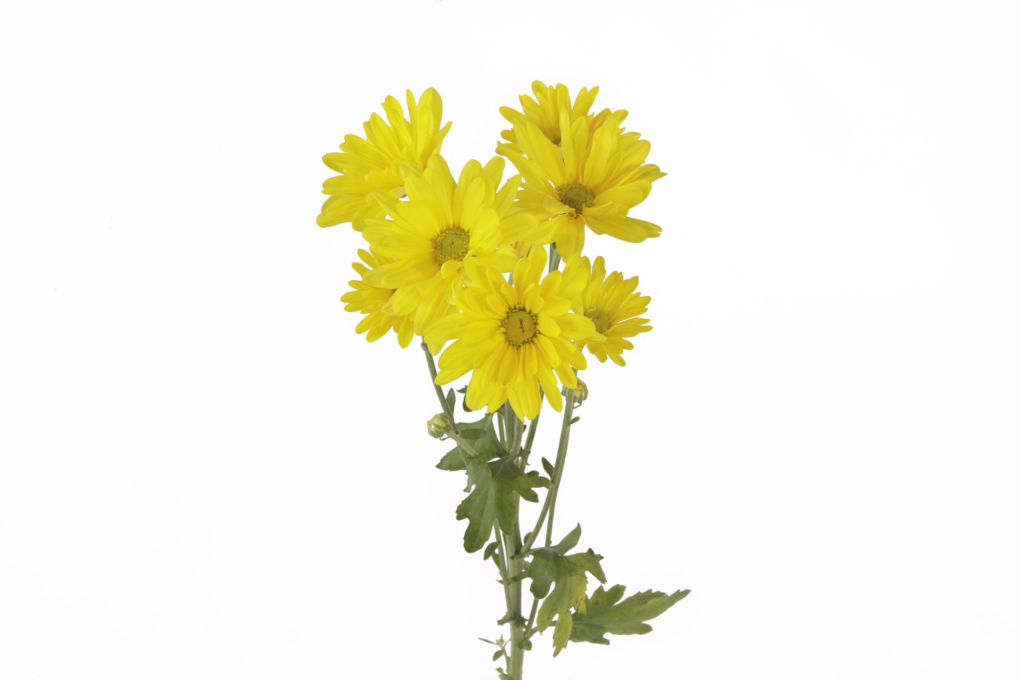 Yellow Natural Daisies | Fresh Flowers Online | Wholesale Flowers ...