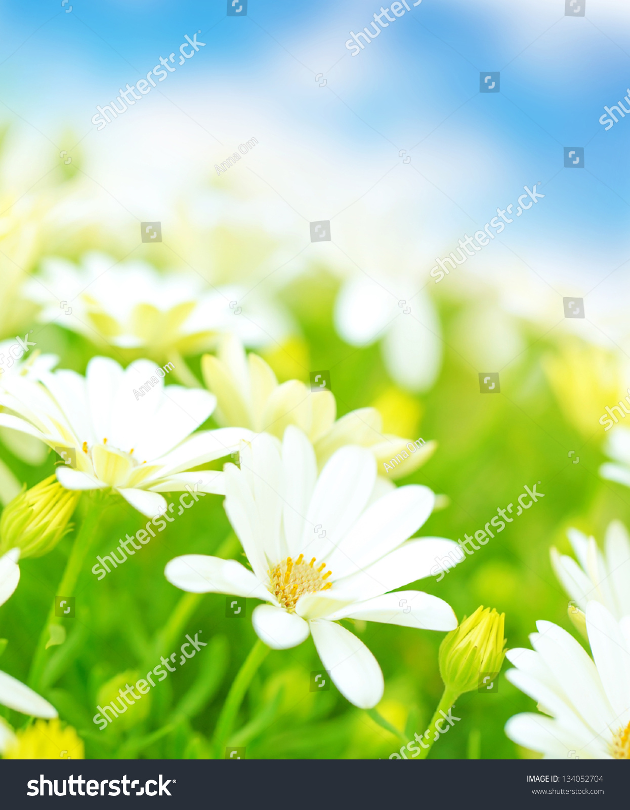 Fresh White Daisy Flowers Meadow Over Stock Photo (Royalty Free ...
