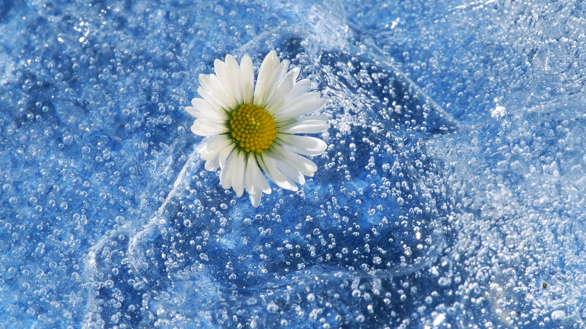 Flowers: Daisy Water Flowers Fresh New Flower Nature HD Background ...