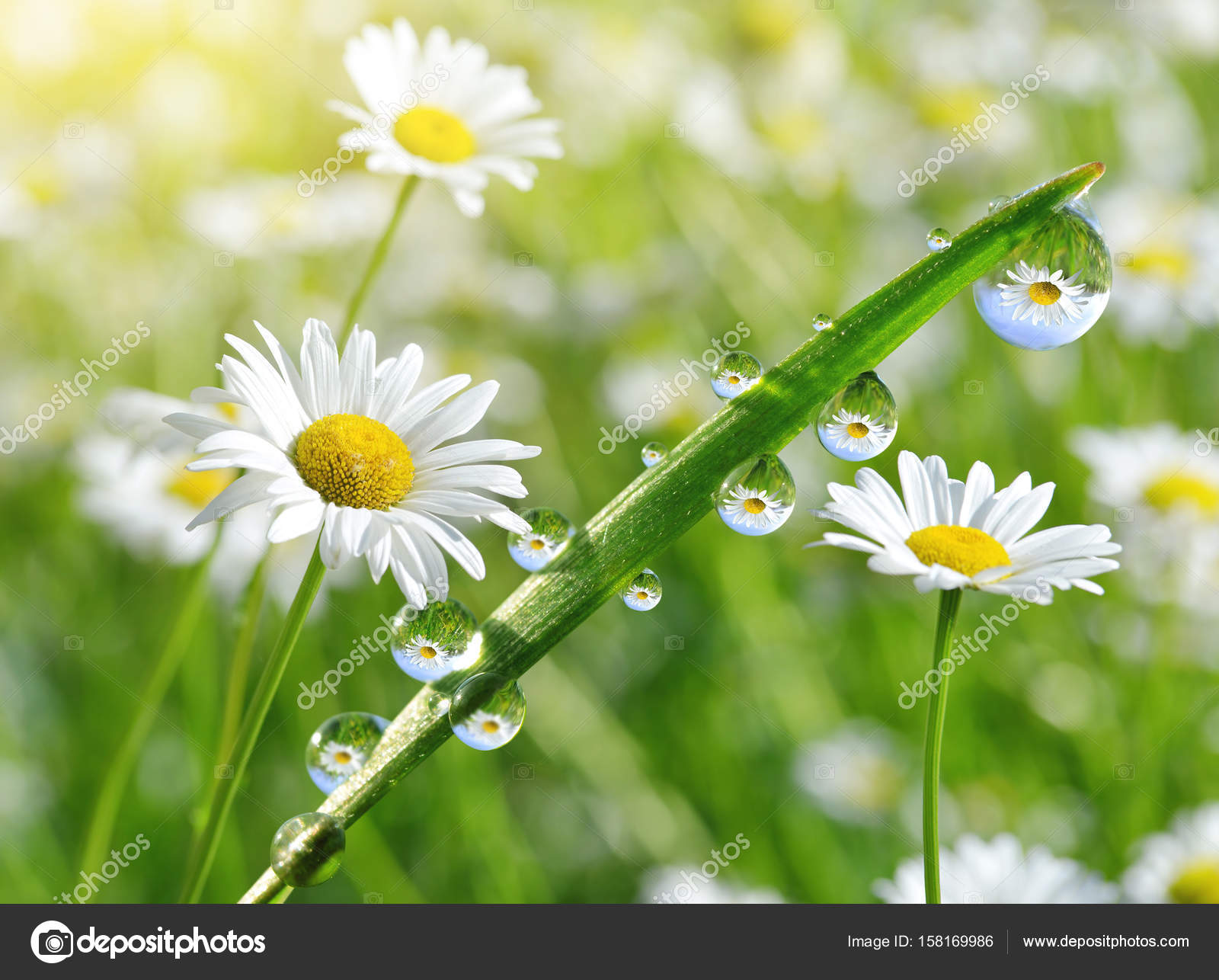 Dew drops on fresh green grass with daisies closeup. — Stock Photo ...