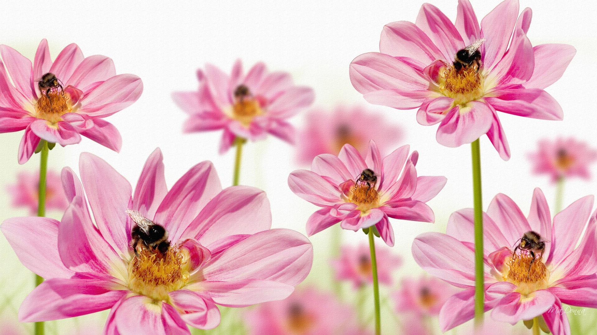 Flower: Bees Gerberas Fresh Wild Flower Pink Summer Spring Daisy ...