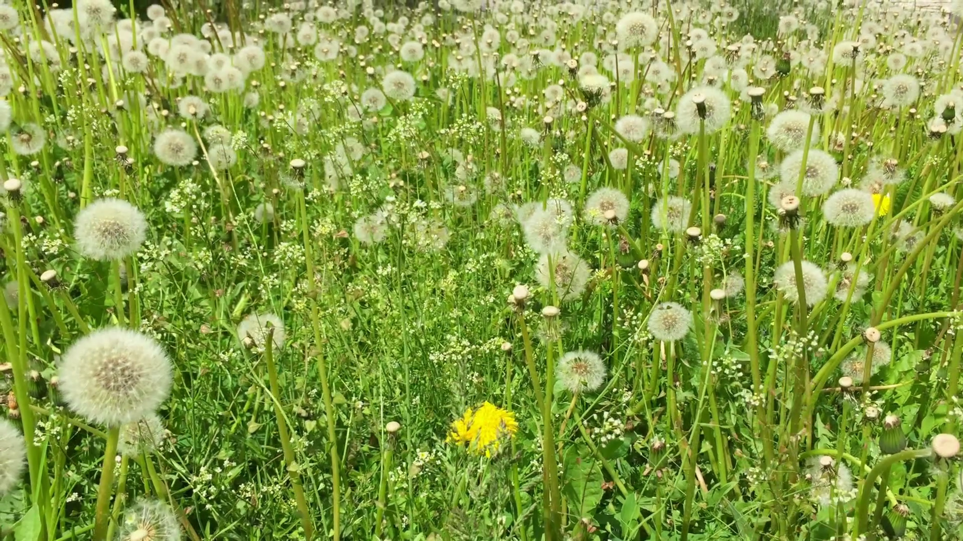 Dandelion seeds blown in the wind. Green Grass in Spring Park. Dolly ...