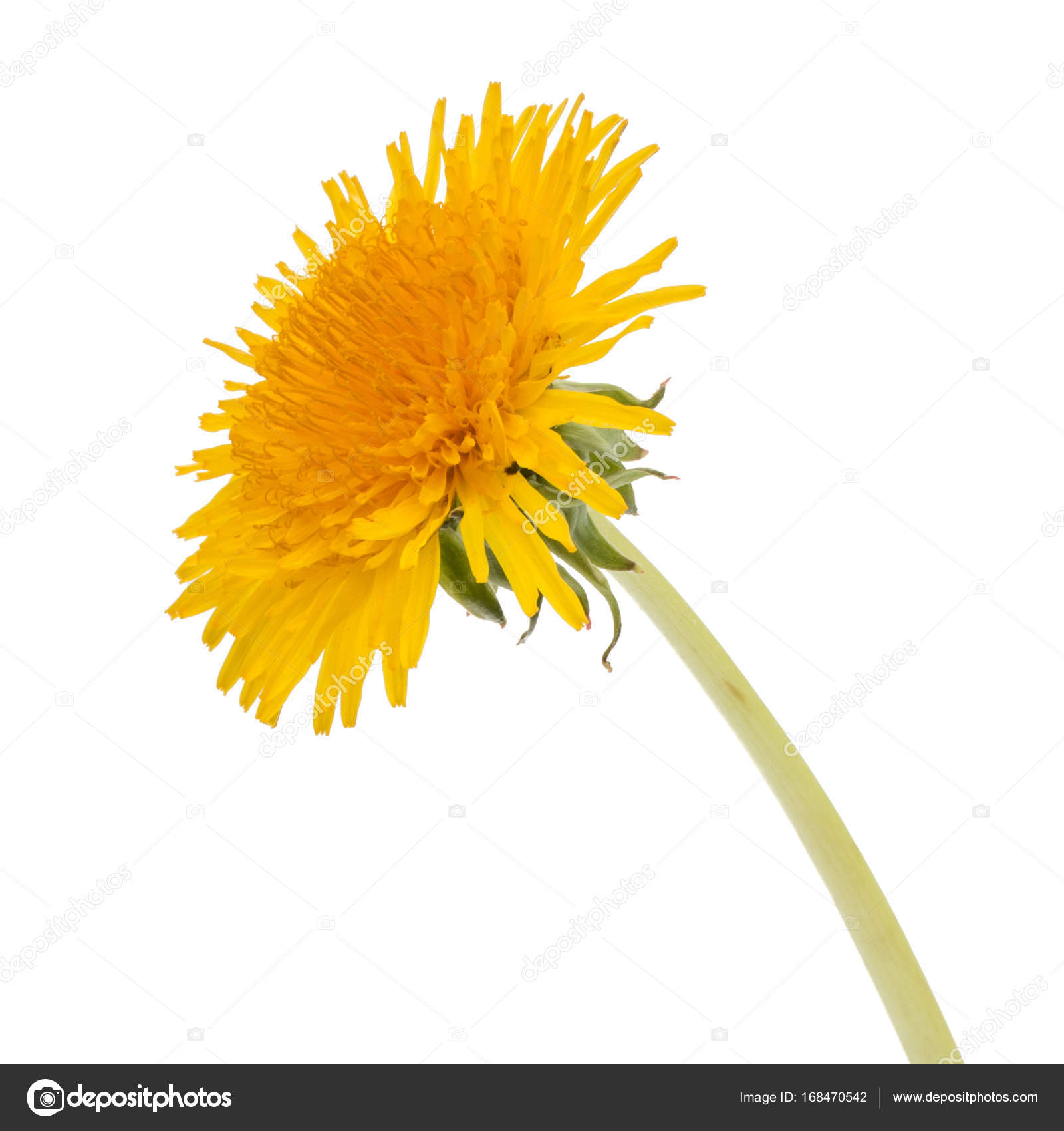 Fresh dandelion flower — Stock Photo © natika #168470542