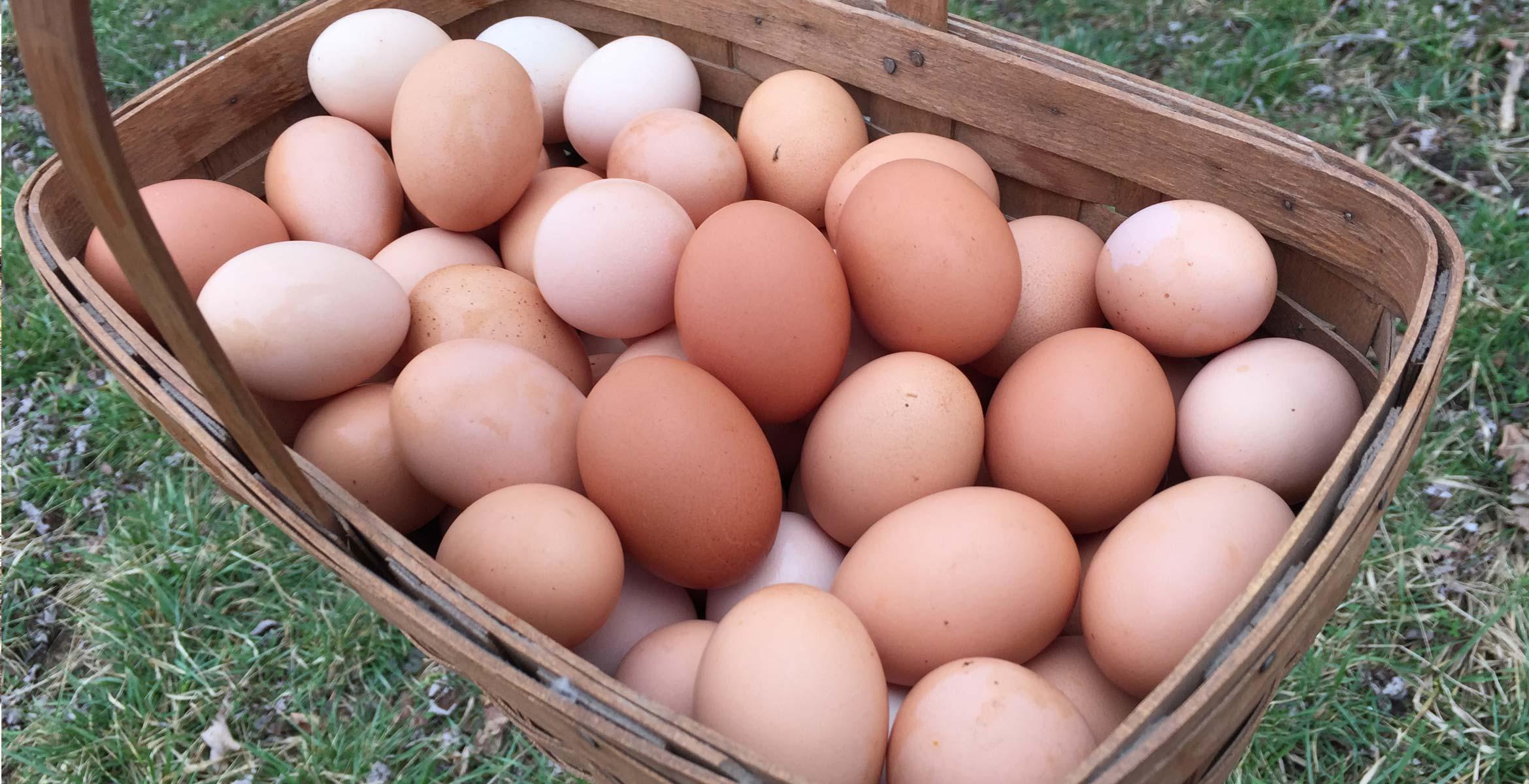 Fresh eggs photo