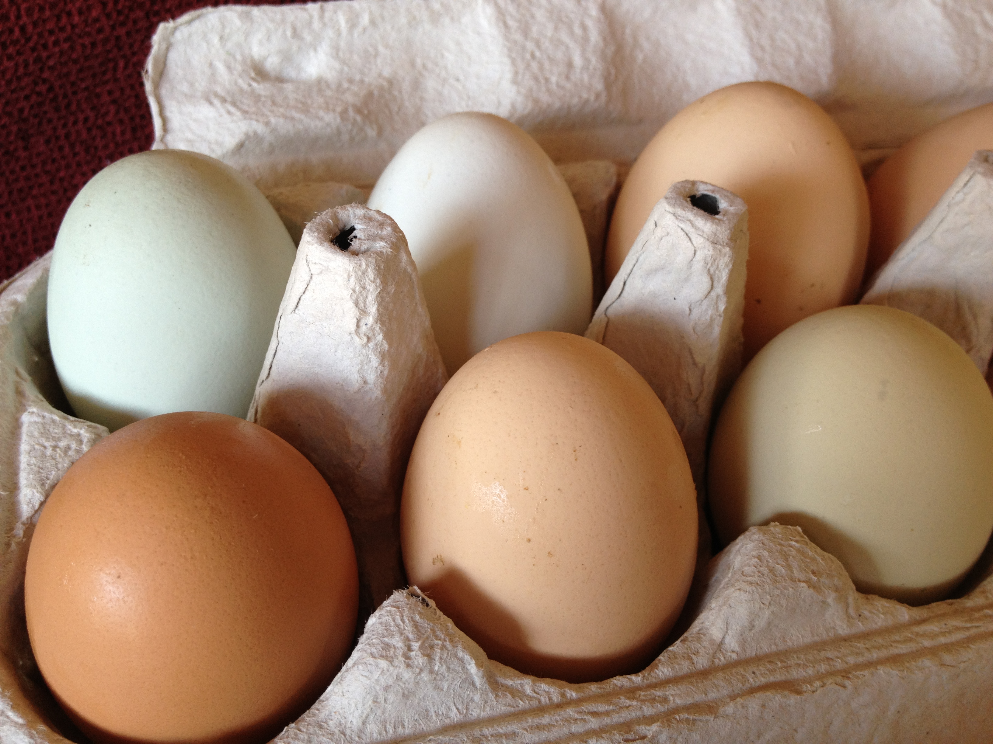 Farm Fresh Eggs – EVLsales