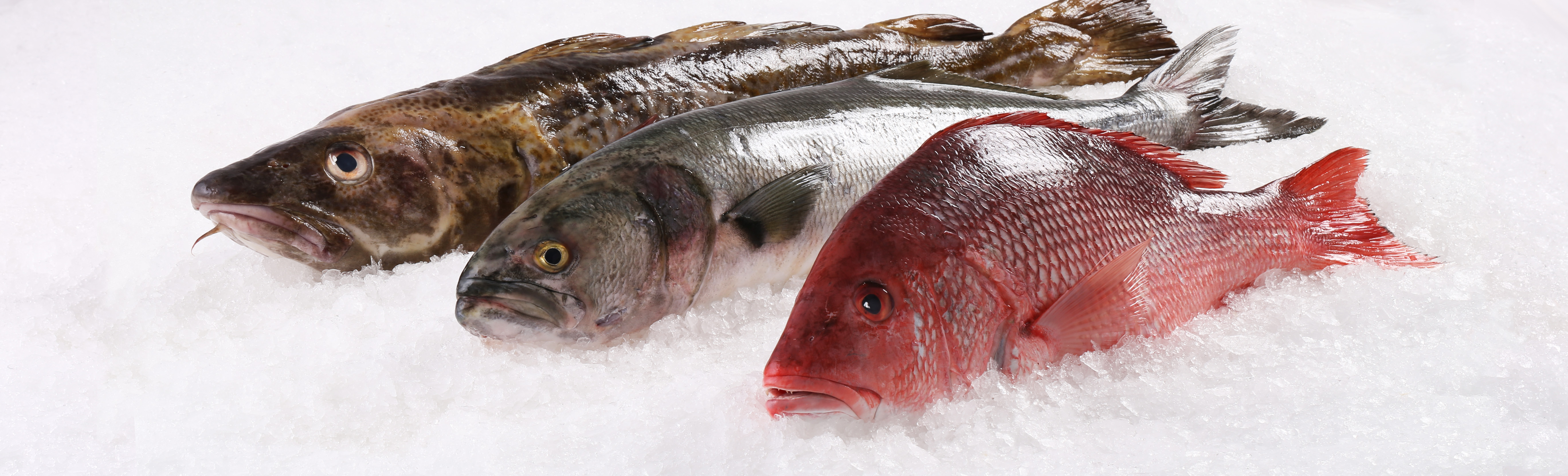 Whole Fish | Buy Fresh Fish Online - Citarella
