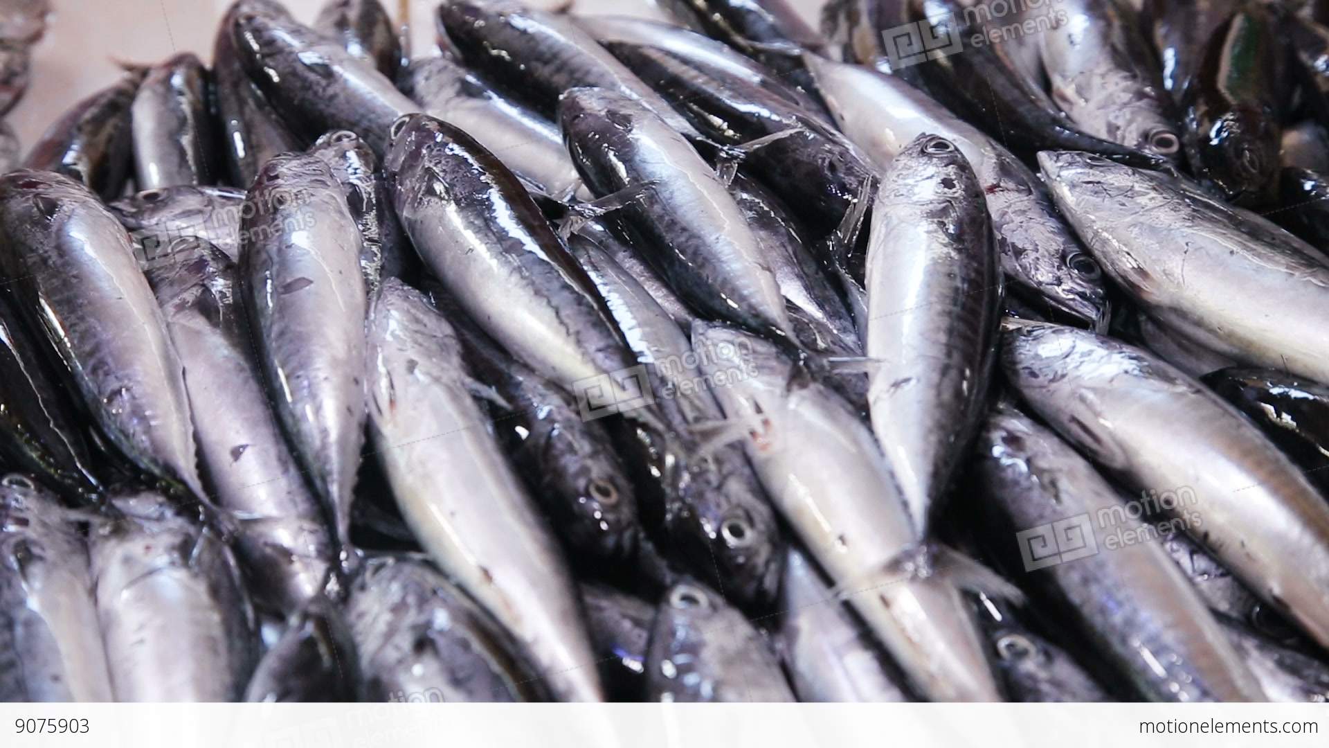 Fresh Fish In The Market Stock video footage | 9075903