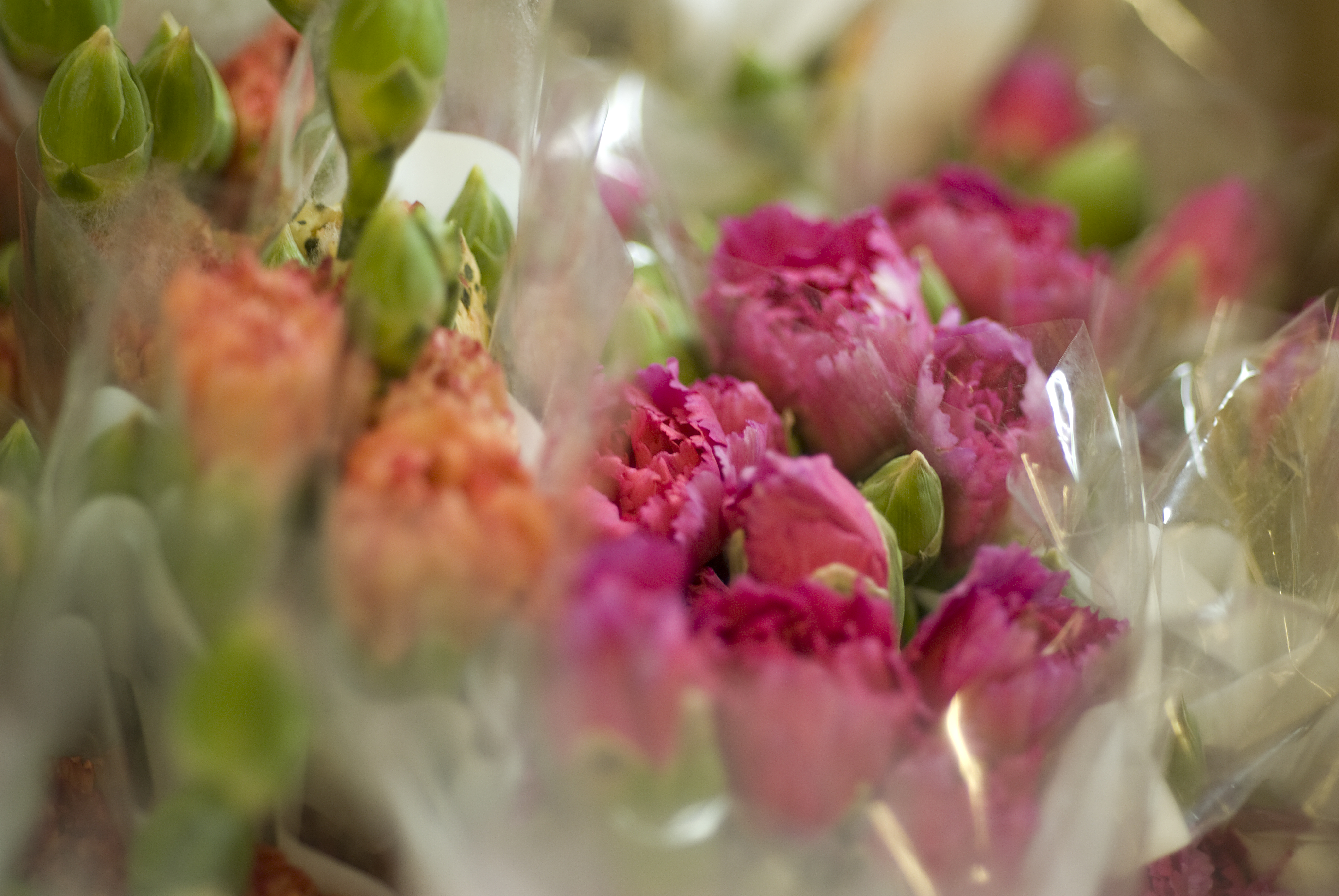 Fresh flower shipments propel volumes in February | Cargo Facts