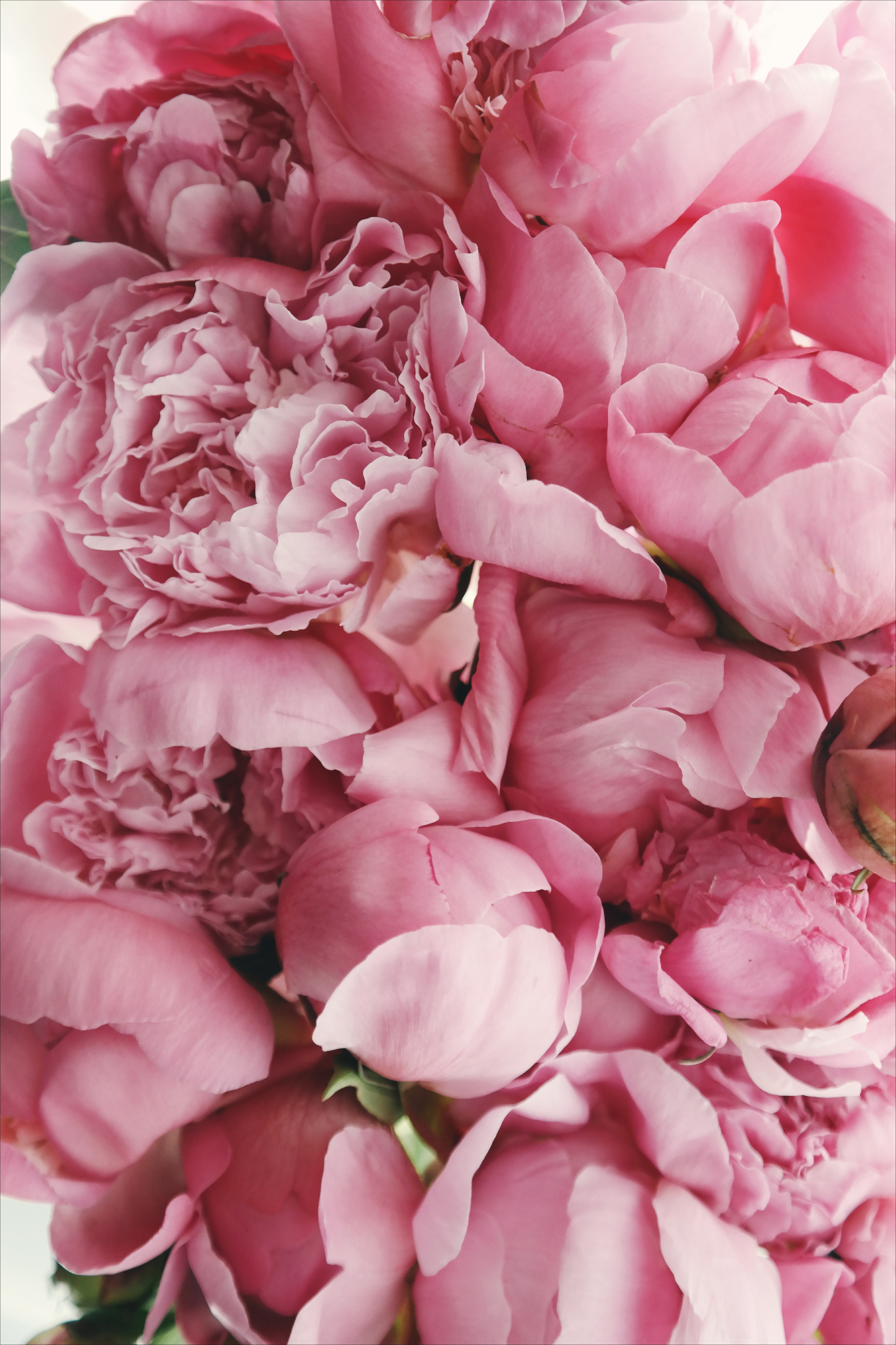 summer spring pink peony and fresh flower hd wallpaper and background