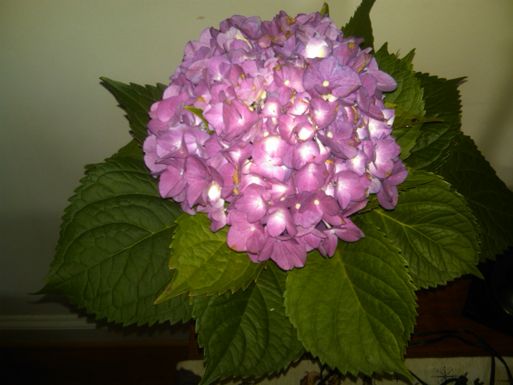 Fresh Flower Arrangements – Writingfeemail's Blog