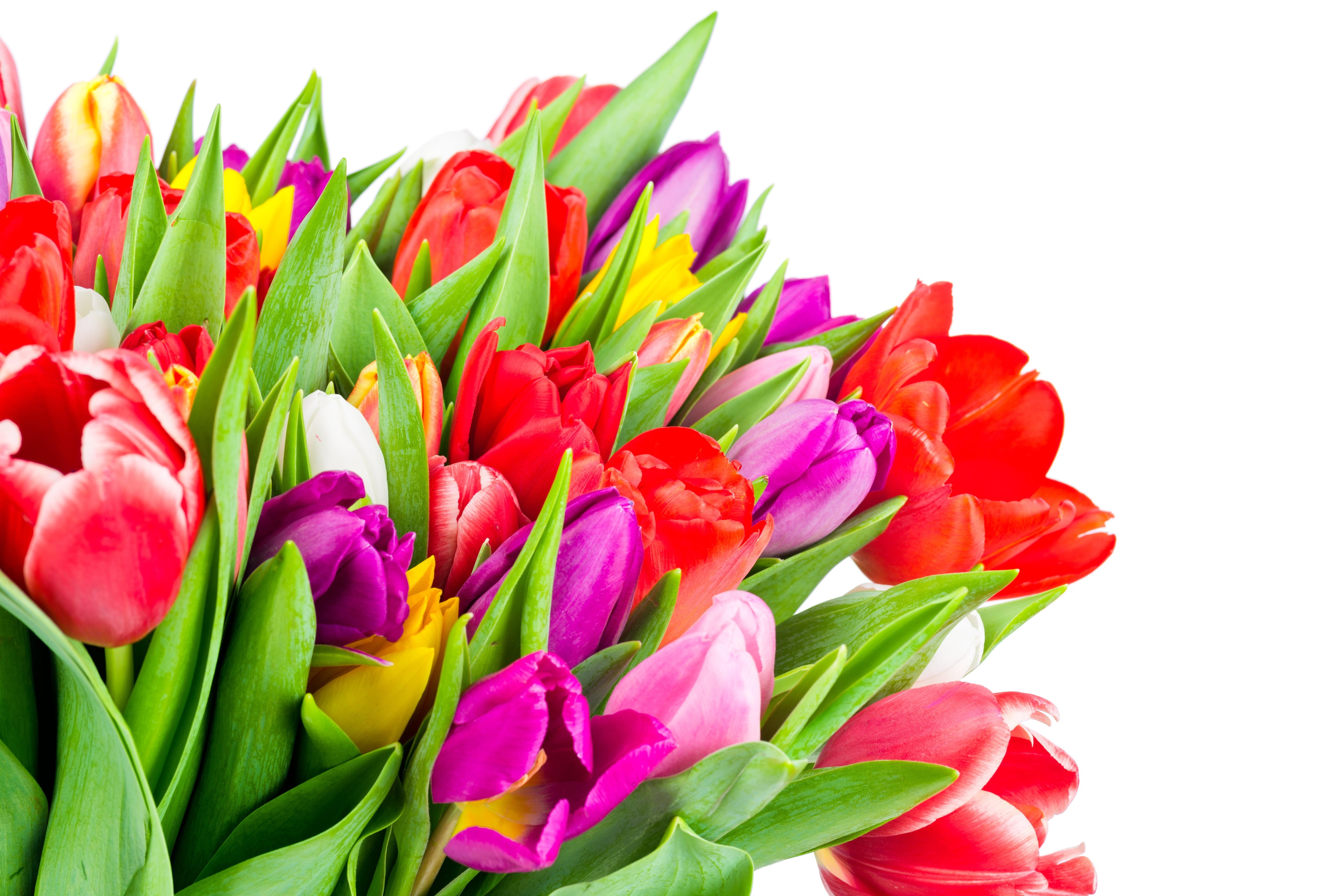 Flower: Tulips Flowers Colorful Fresh Flower Wallpapers Hd Image for ...