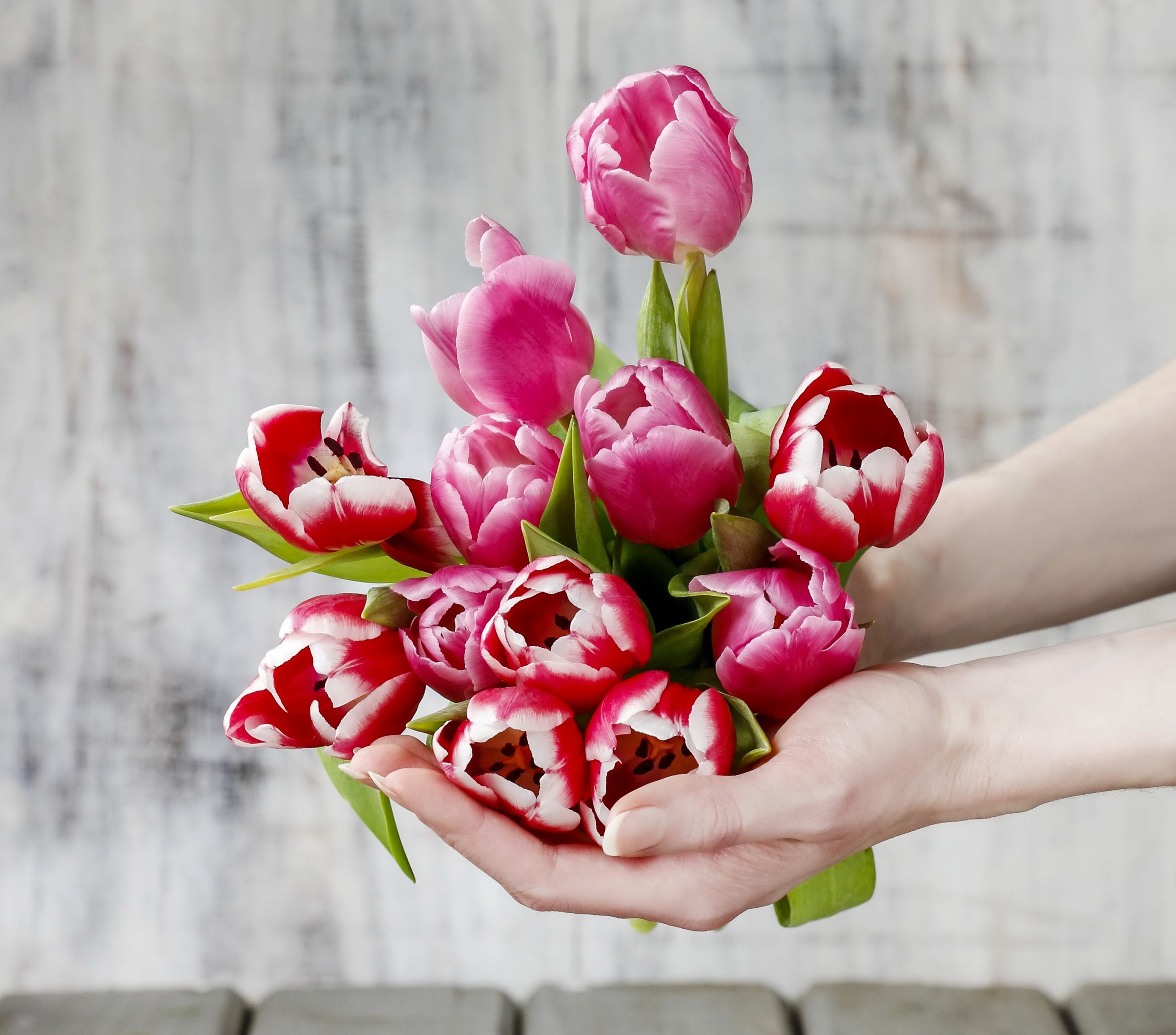 Flower: Tulips Spring Hands Fresh Flowers Flower Wallpaper Download ...