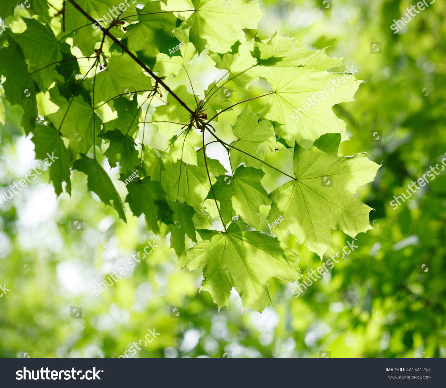Closeup Maple Twig Fresh Foliage Morning Stock Photo 441541753 ...