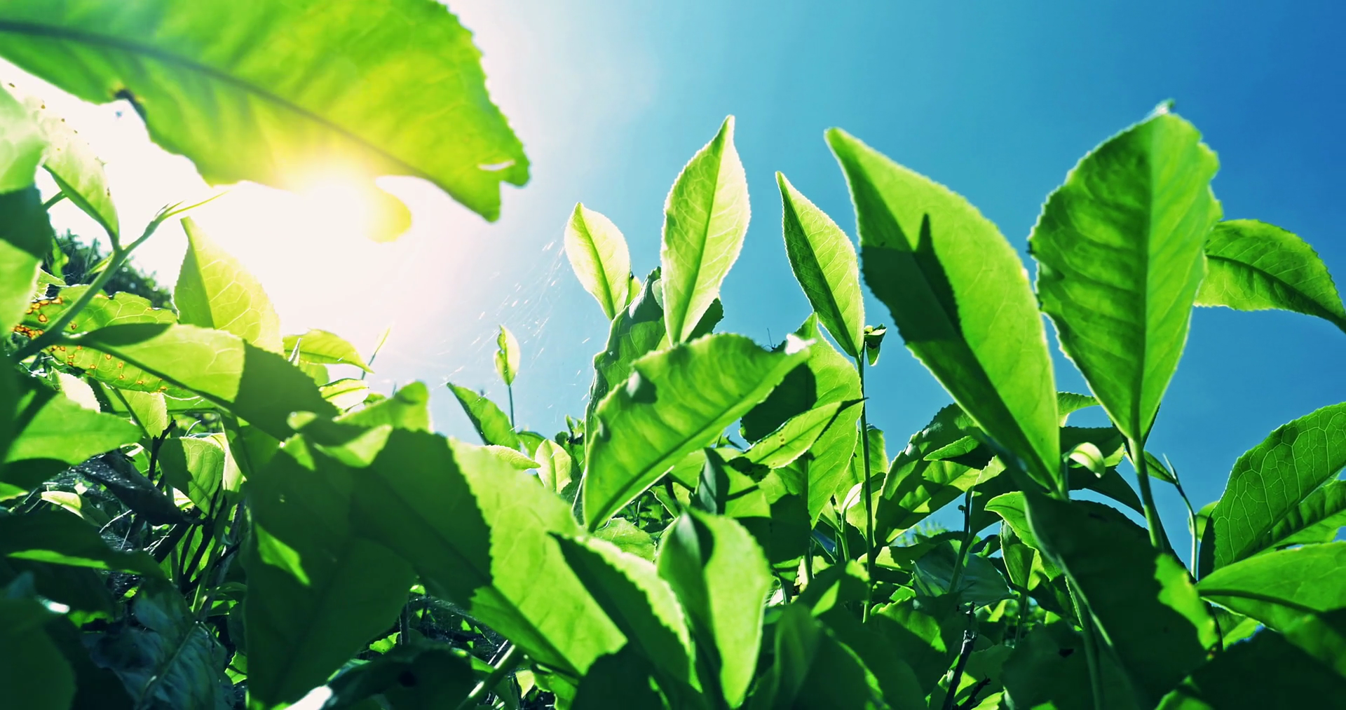 POV video under tea leaves with bright sun light flickering through ...