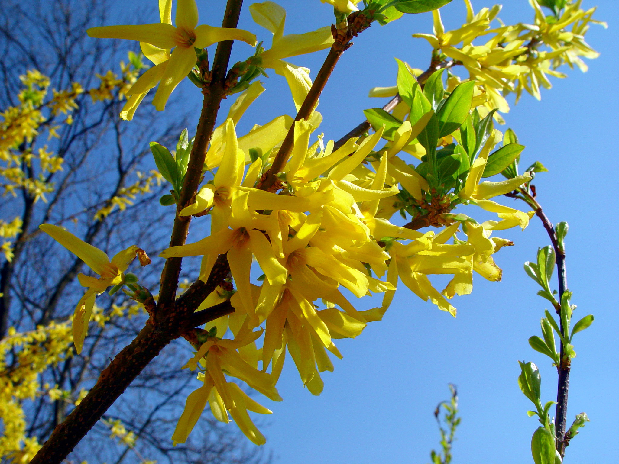 Forsythia in Bloom | Chicago Weather Watch