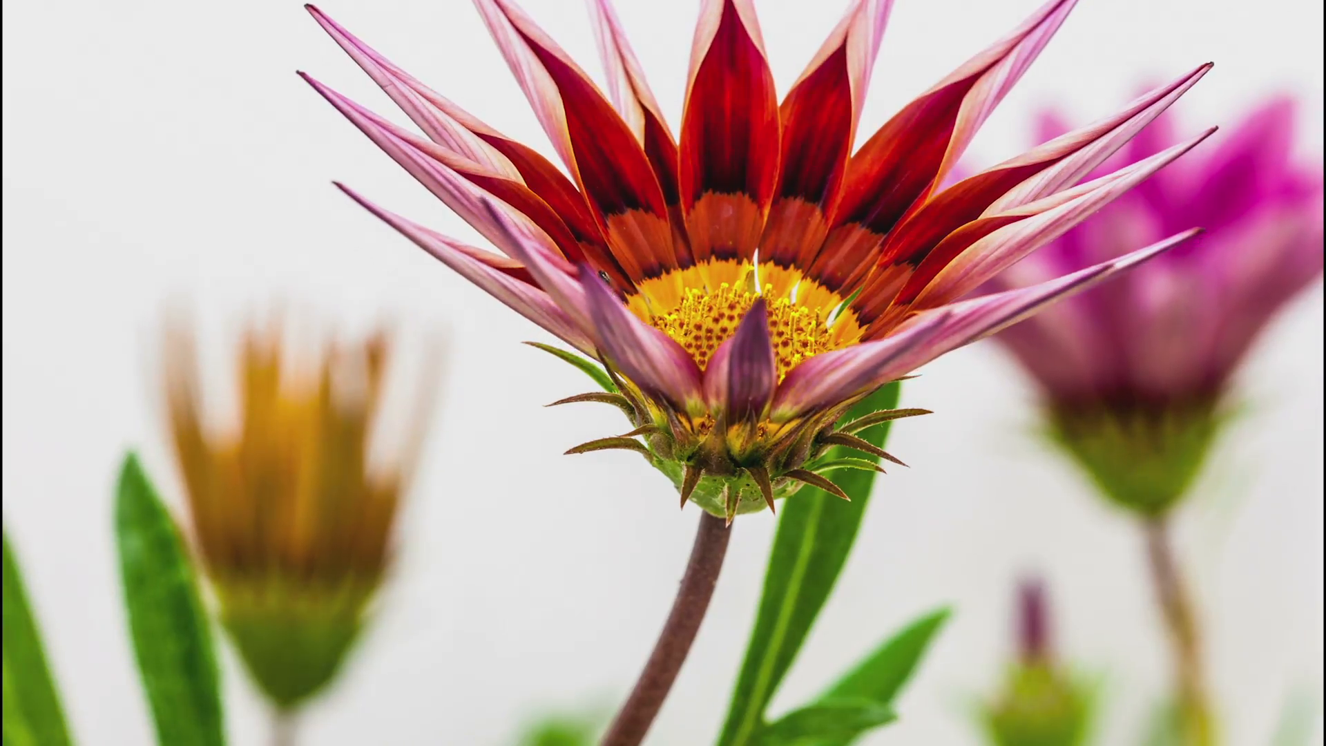 Timelapse video of a gazania flower growing on a white background ...