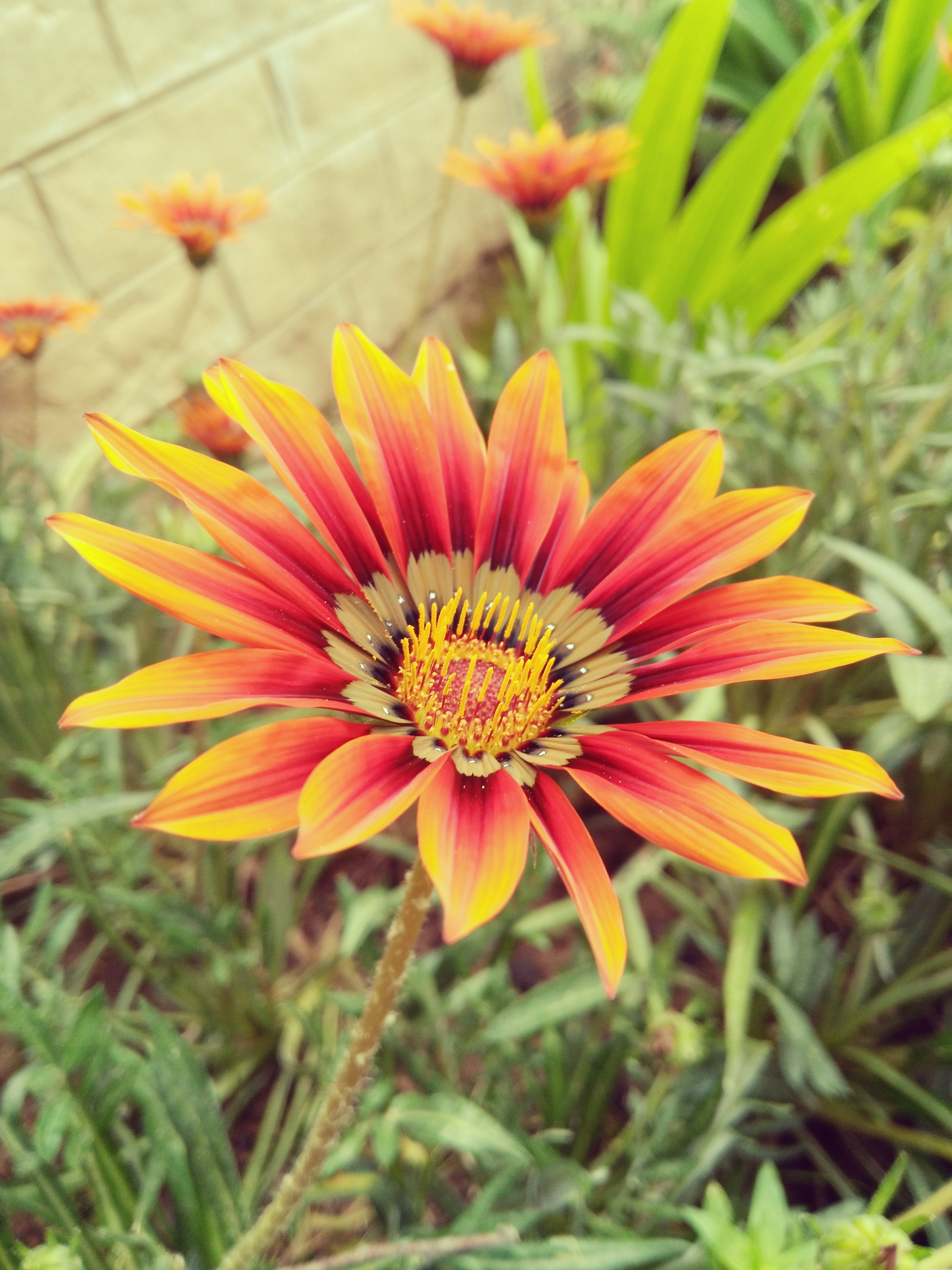 File:A fresh and healthy flower with a morning beauty.jpg ...