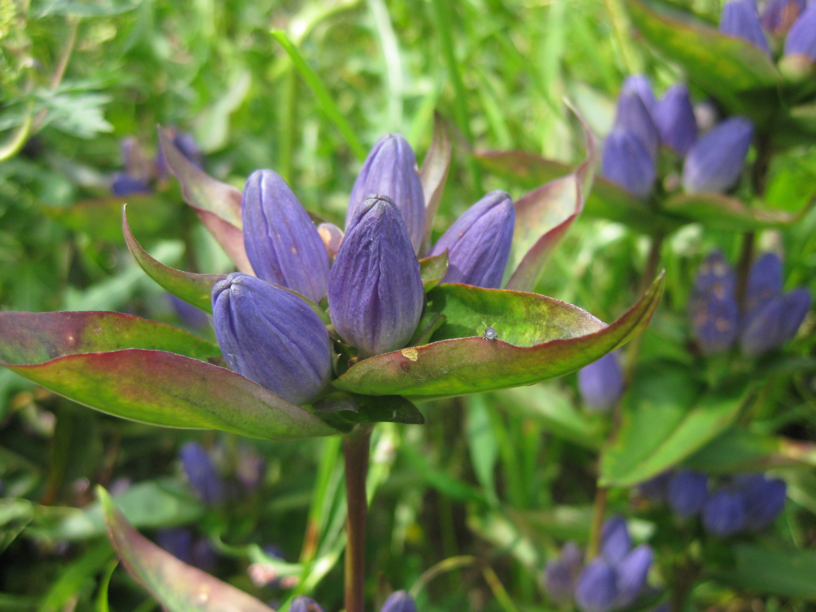 Gentiana clausa, Bottle Gentian (FACW) Purple flowers bloom in ...