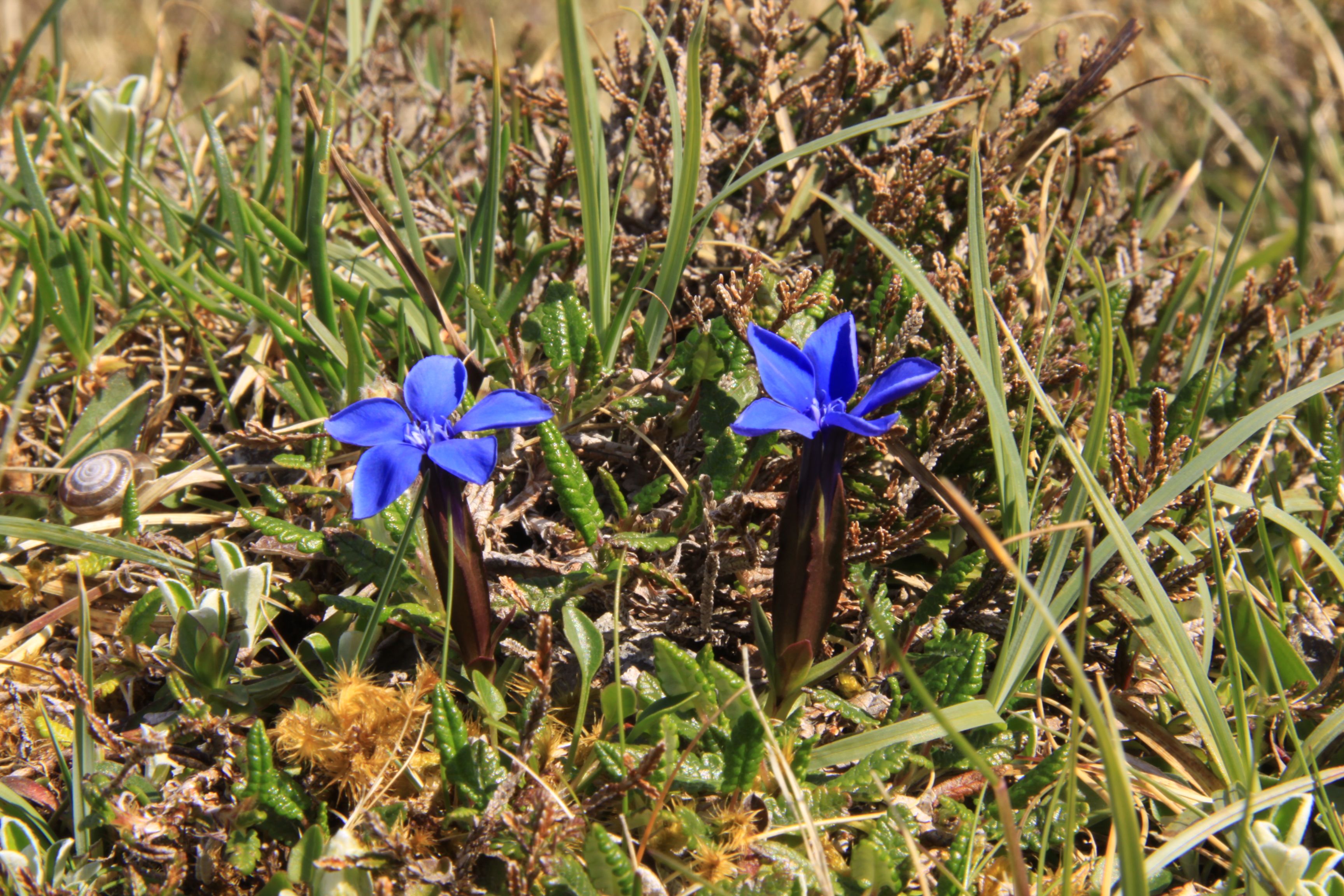 Spring Gentian | Flowers of Cliffs of Moher | Pinterest