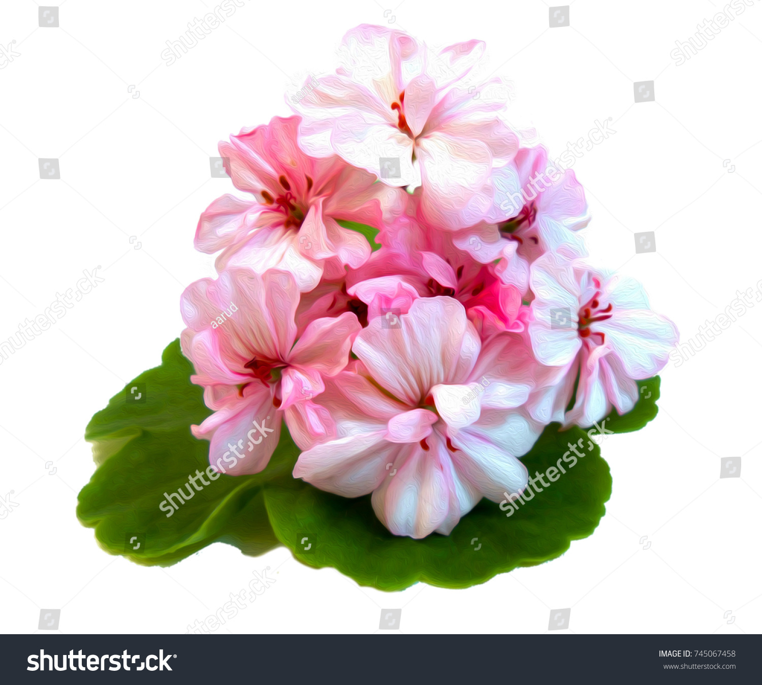 Geranium Flowers Shape Roses Fresh On Stock Illustration 745067458 ...