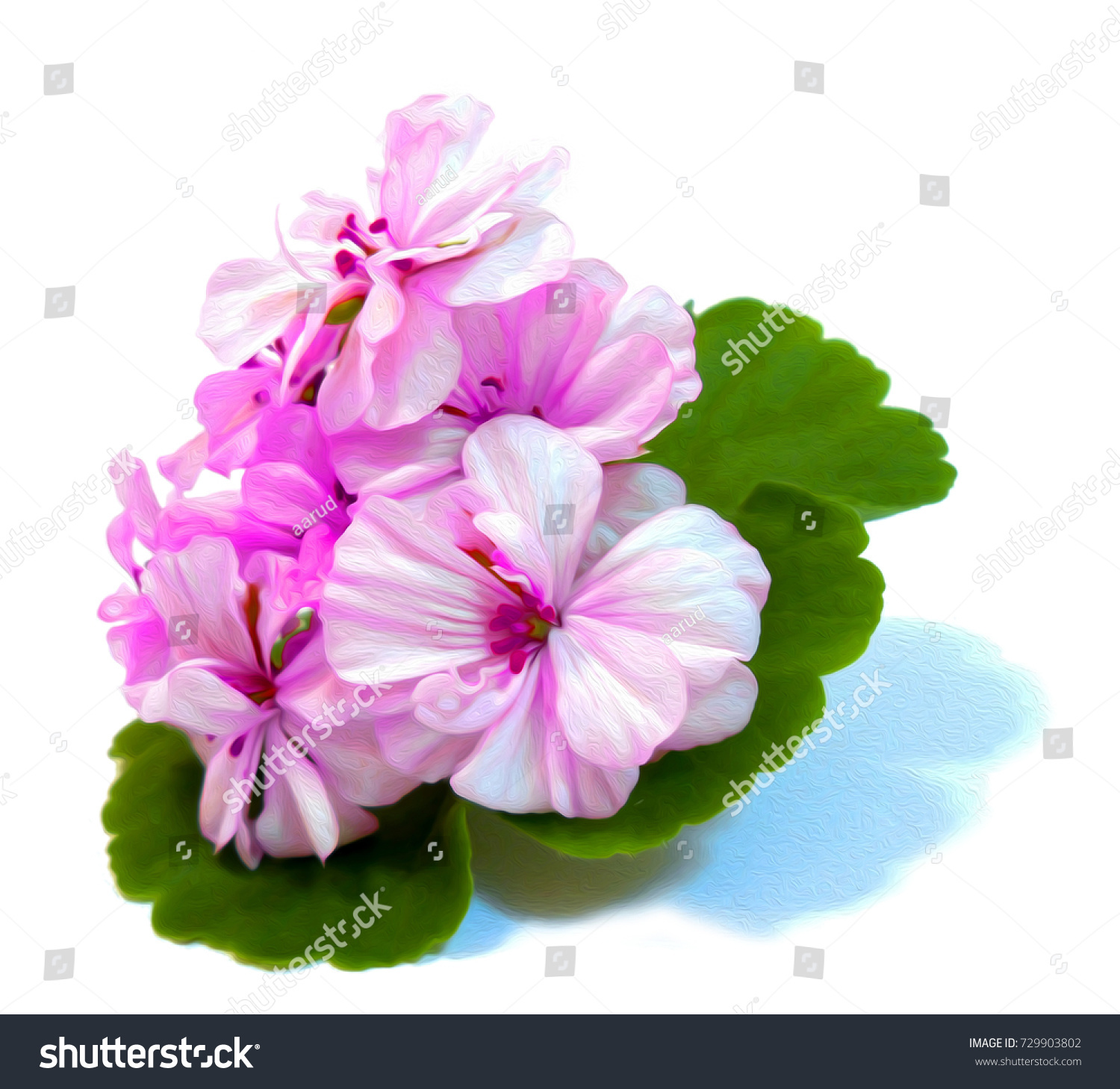 Geranium Flowers Shape Roses Fresh On Stock Illustration 729903802 ...