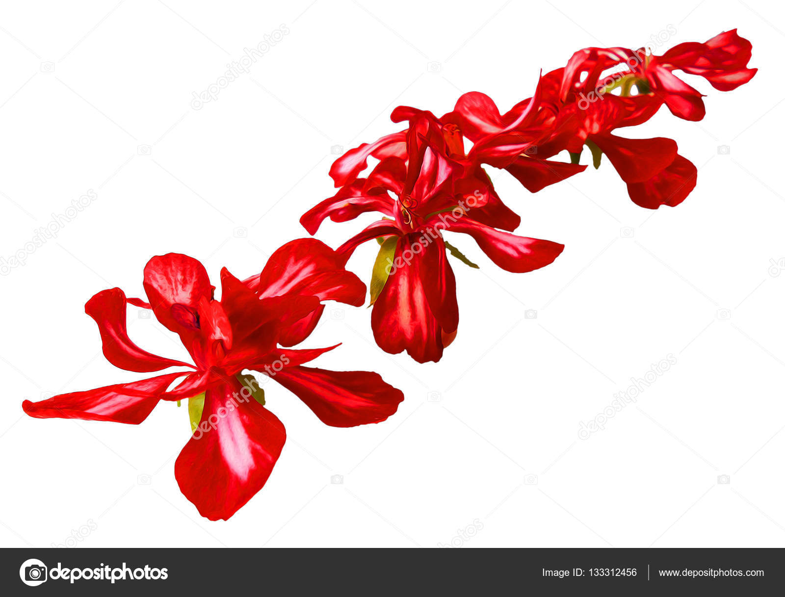 geranium striped flowers fresh, photo manipulation — Stock Photo ...