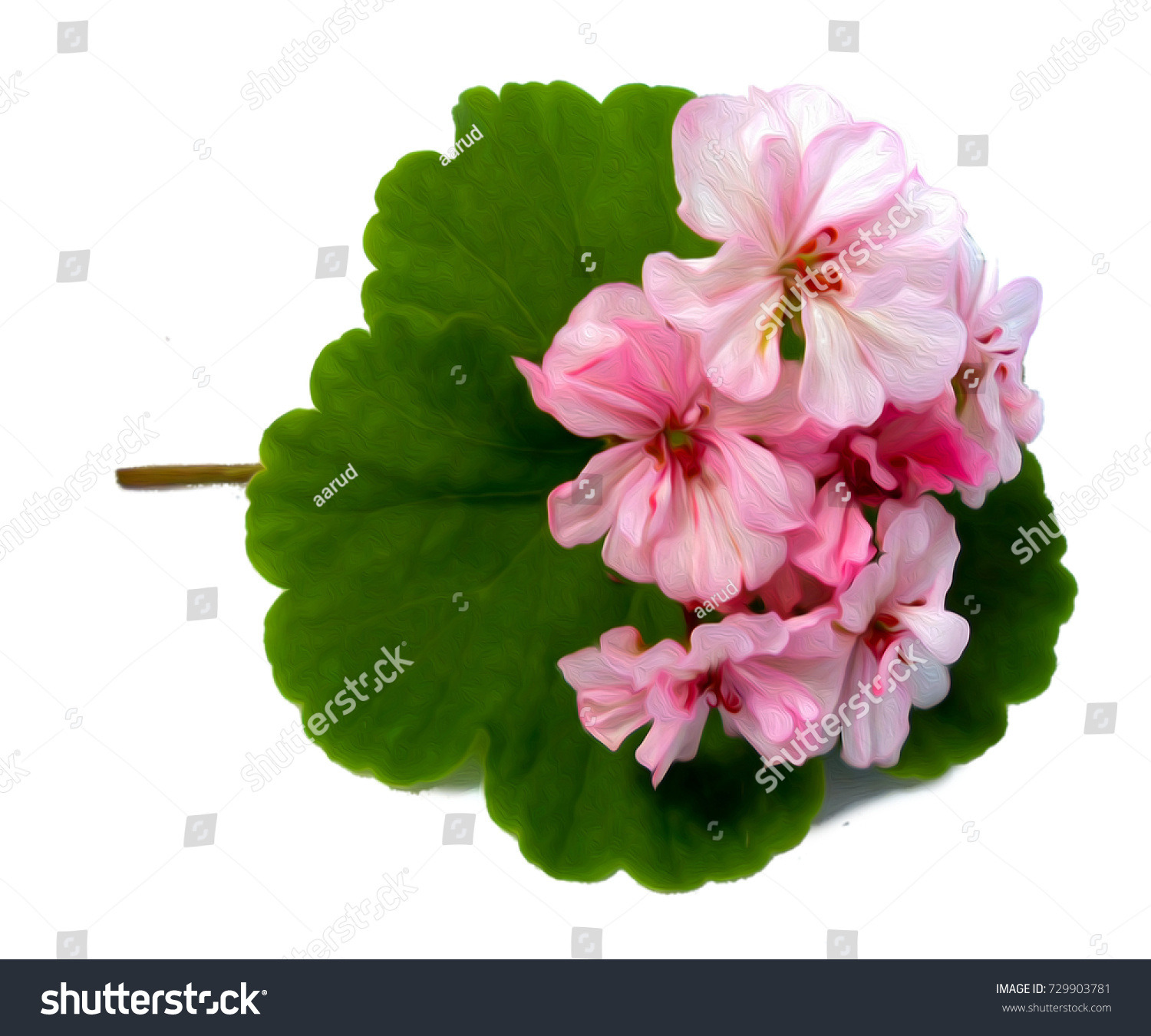 Geranium Flowers Shape Roses Fresh On Stock Illustration 729903781 ...