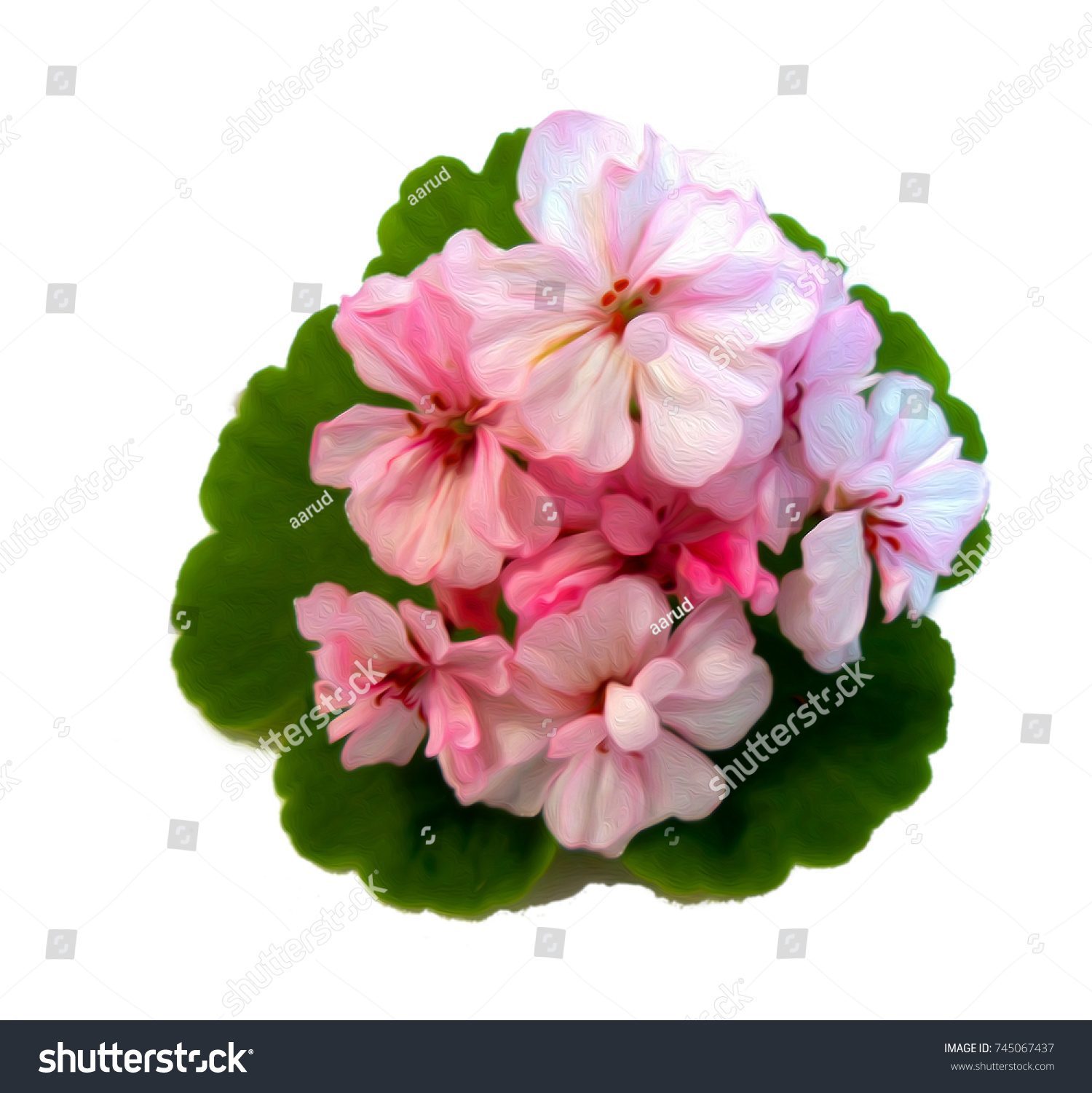 Geranium Flowers Shape Roses Fresh On Stock Illustration 745067437 ...