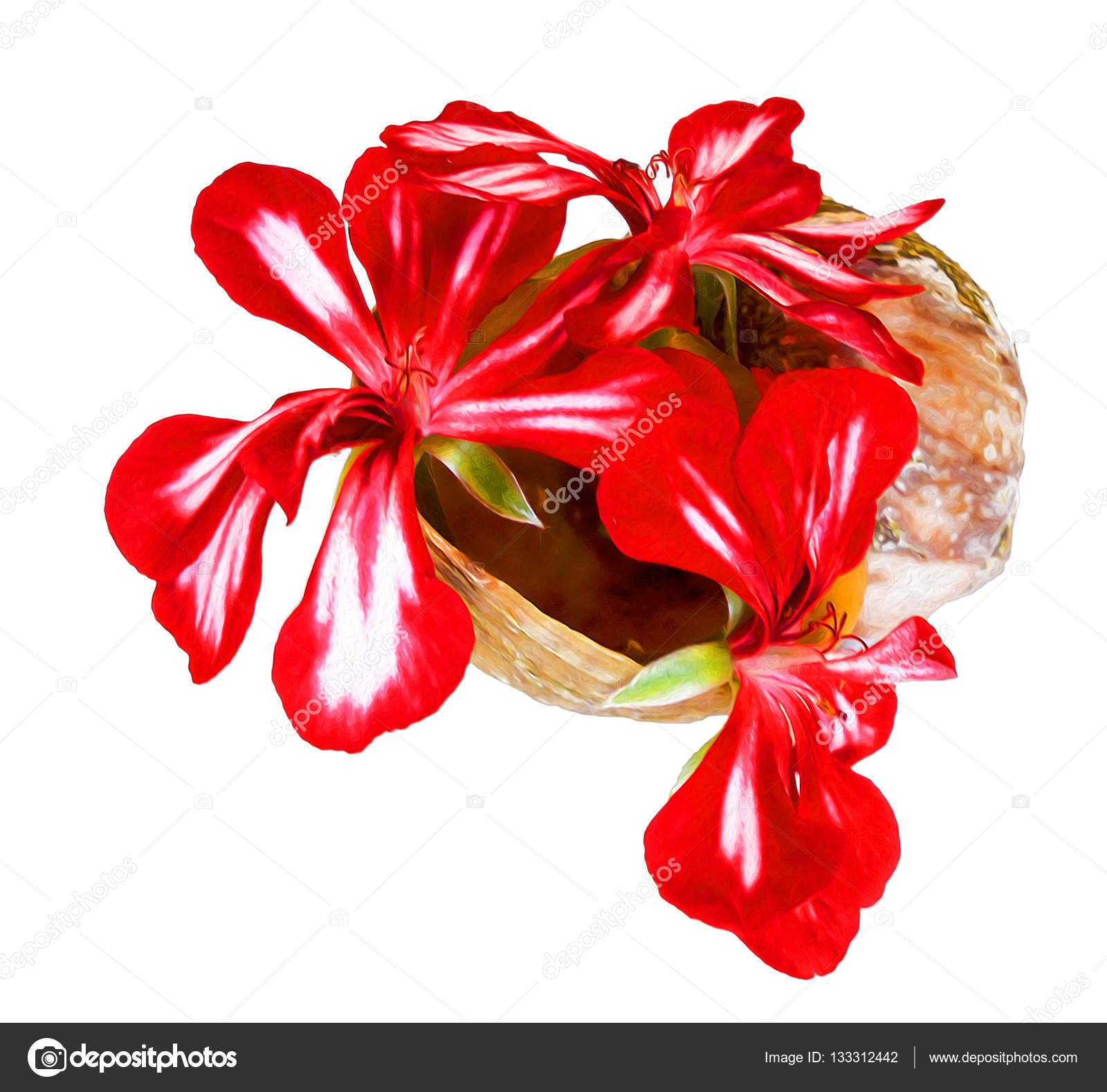 geranium striped flowers fresh bouquet in a shell, photo manipul ...