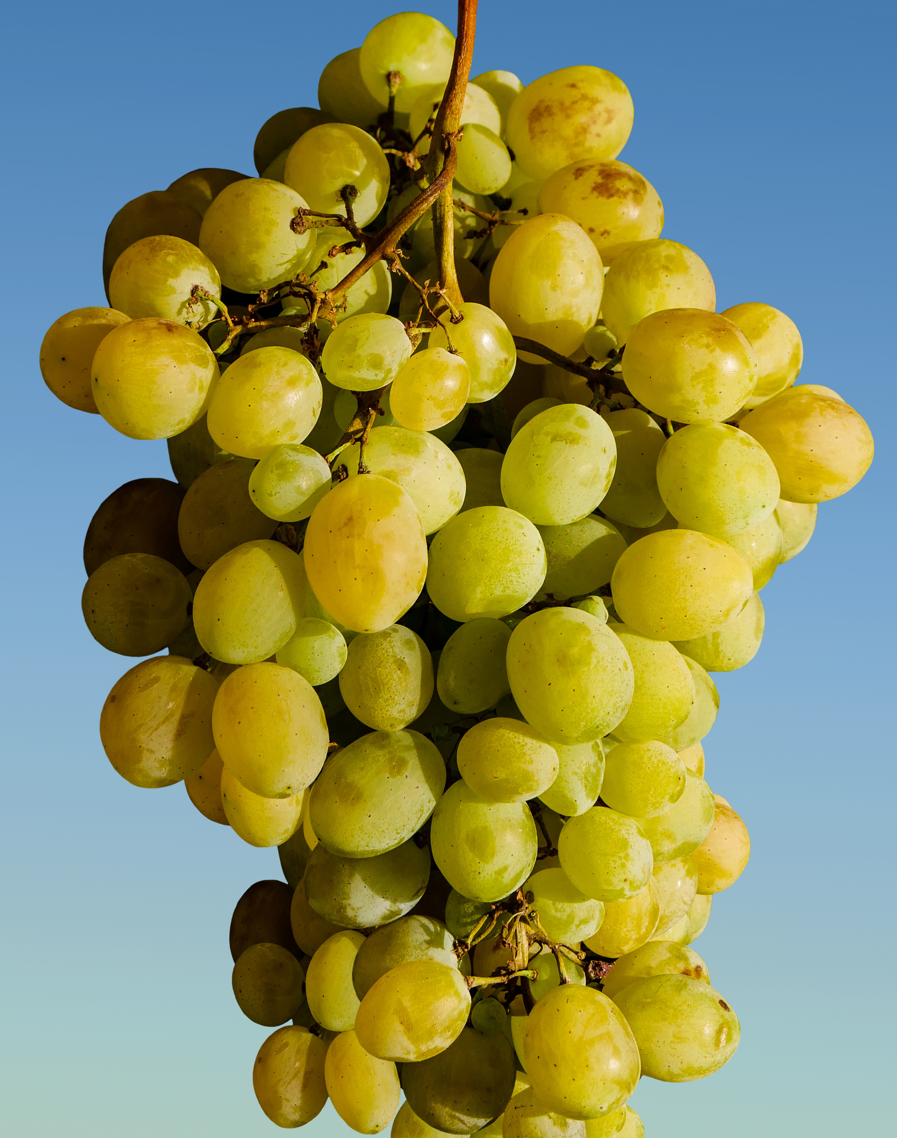 Fresh grapes photo
