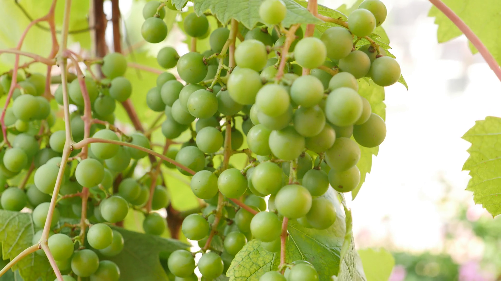 grapes with green leaves on the vine. fresh fruits Stock Video ...