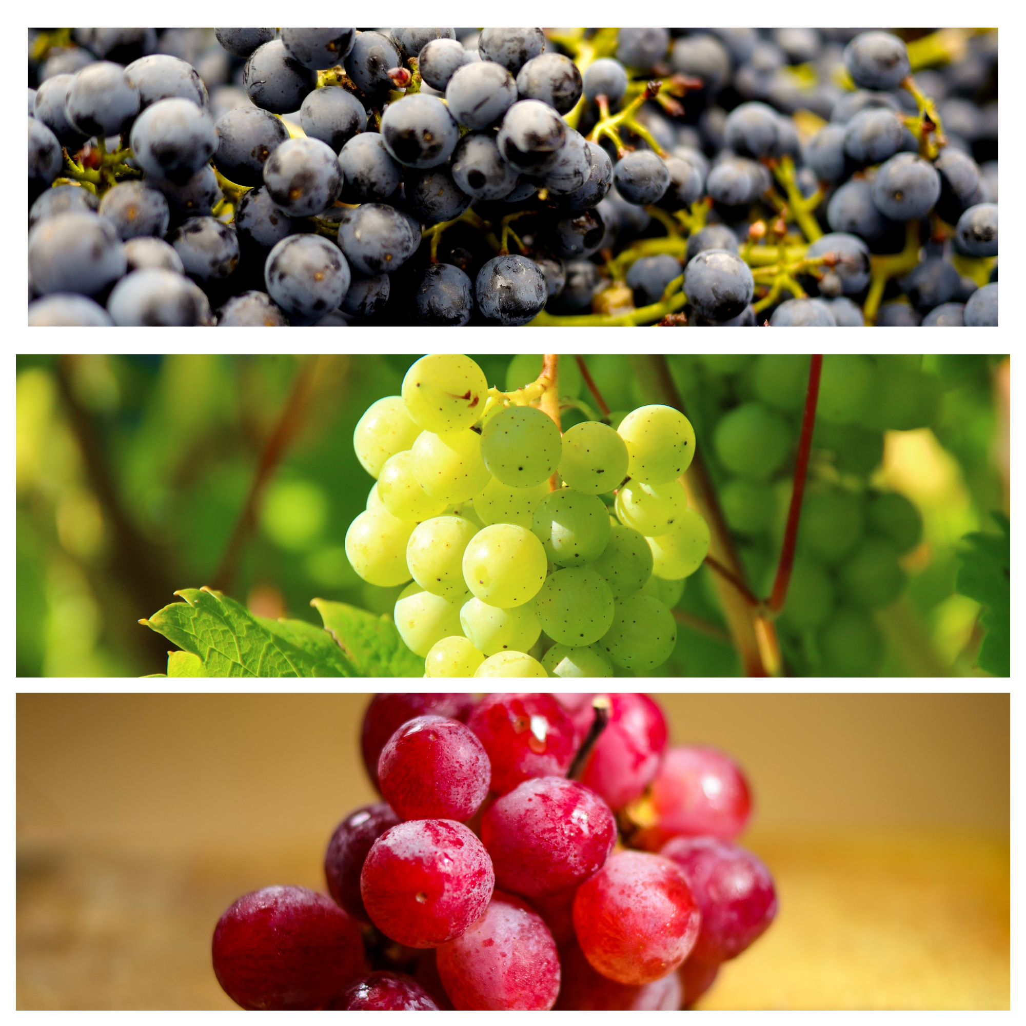 Fresh Grapes – NNK EXPORTS