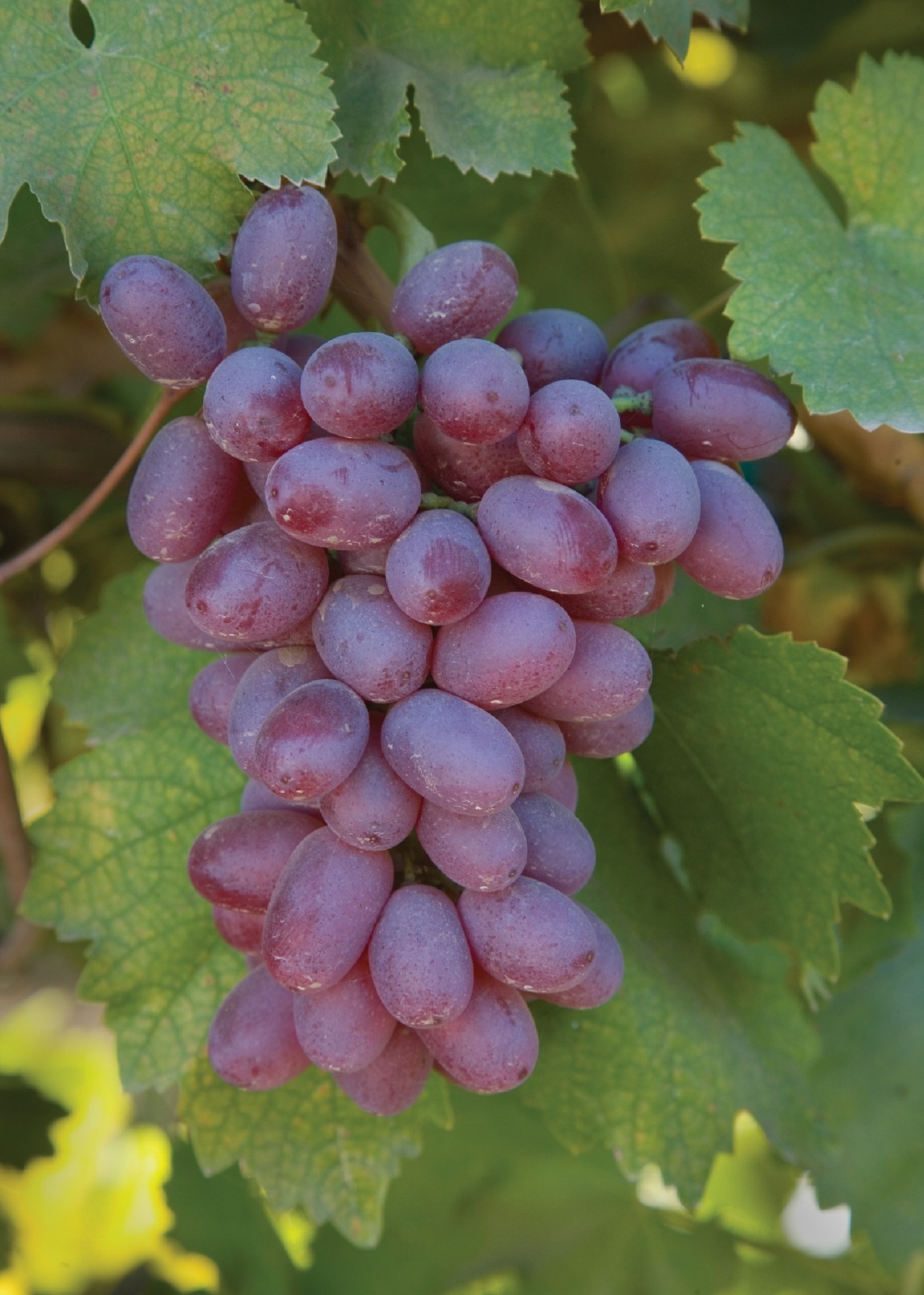 Fresh grapes photo