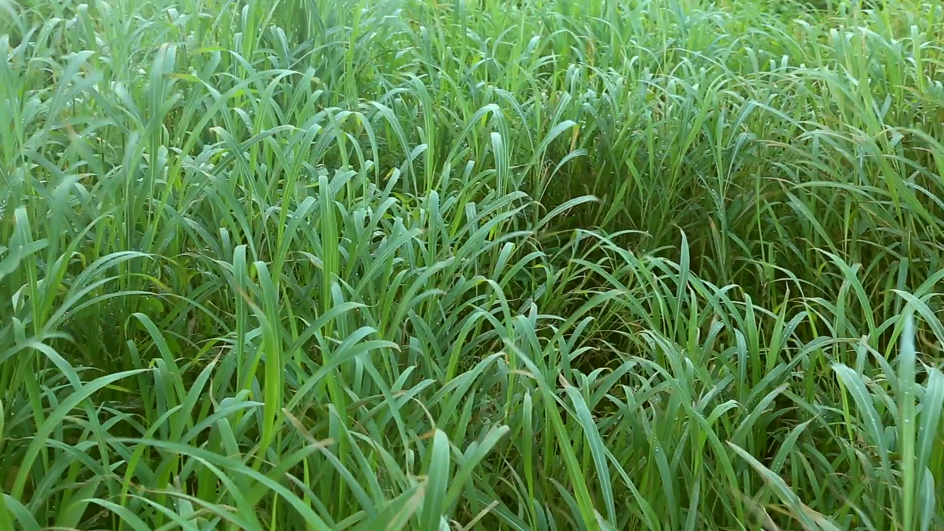 Fresh grass photo